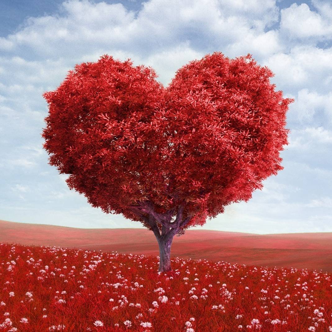 Wallpaper Heart, Wood, Love, Organ, Tree, Background - Download Free Image