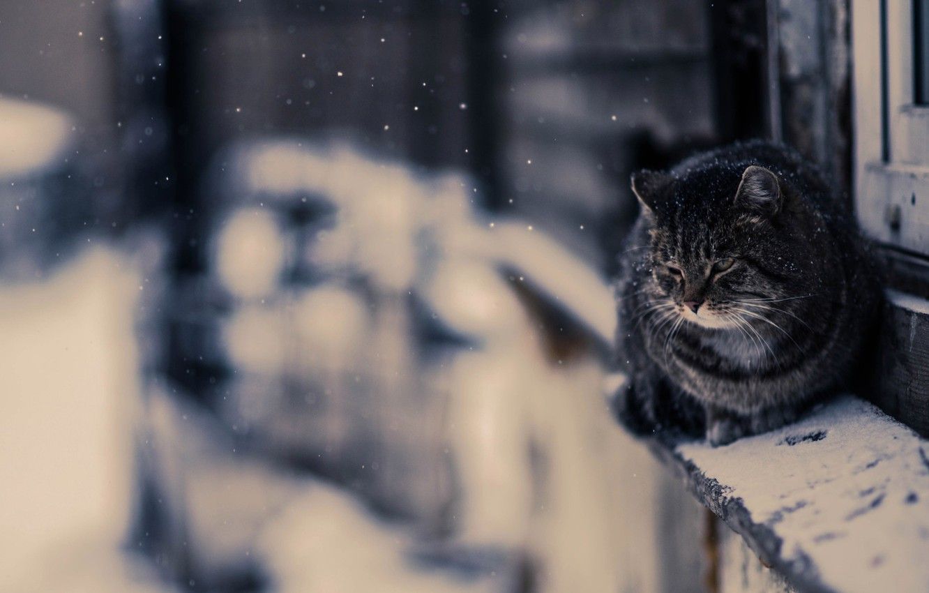 Wallpapers Photo, Snow, Cat, Snow ...goodfon