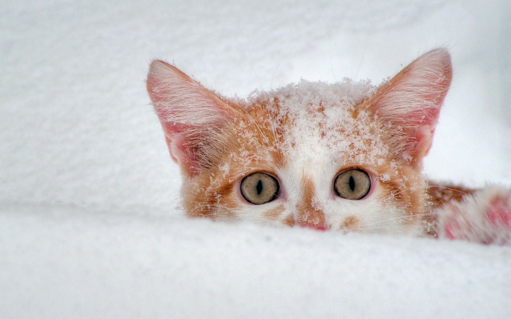 snow, cats, animals, kittens :: Wallpaperssf.co.ua