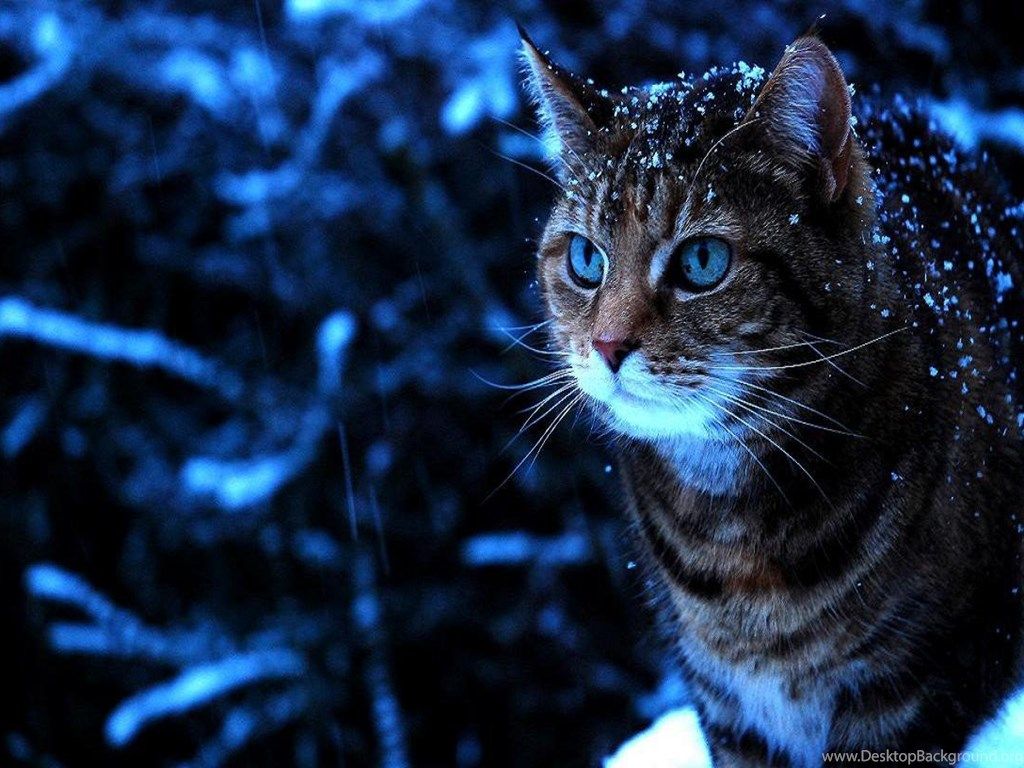 Cats: Snow Cat Winter Blue Tabby Eyes ...desktopbackgrounds