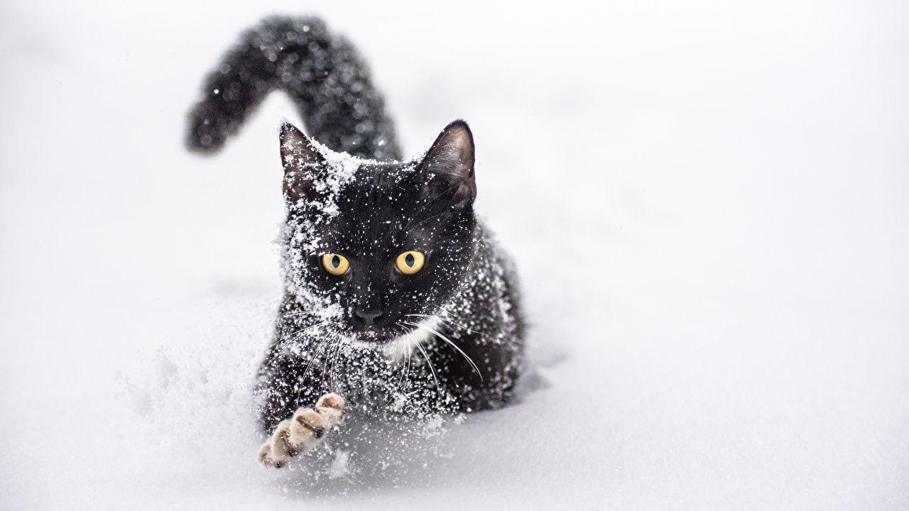 Wallpapers cat Black Snow Paws Animals1zoom.me