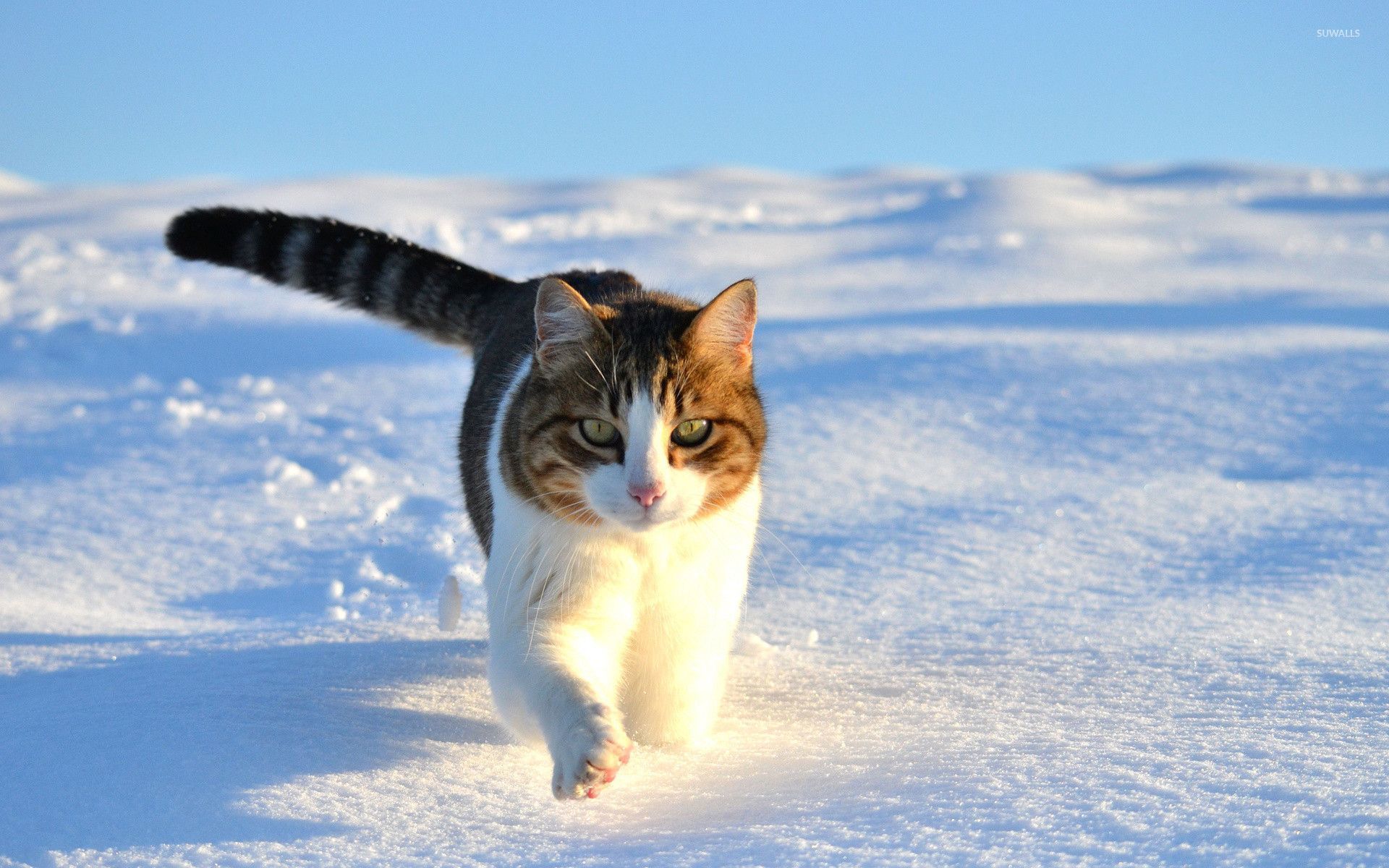 Cat walking in the snow wallpapers ...suwalls