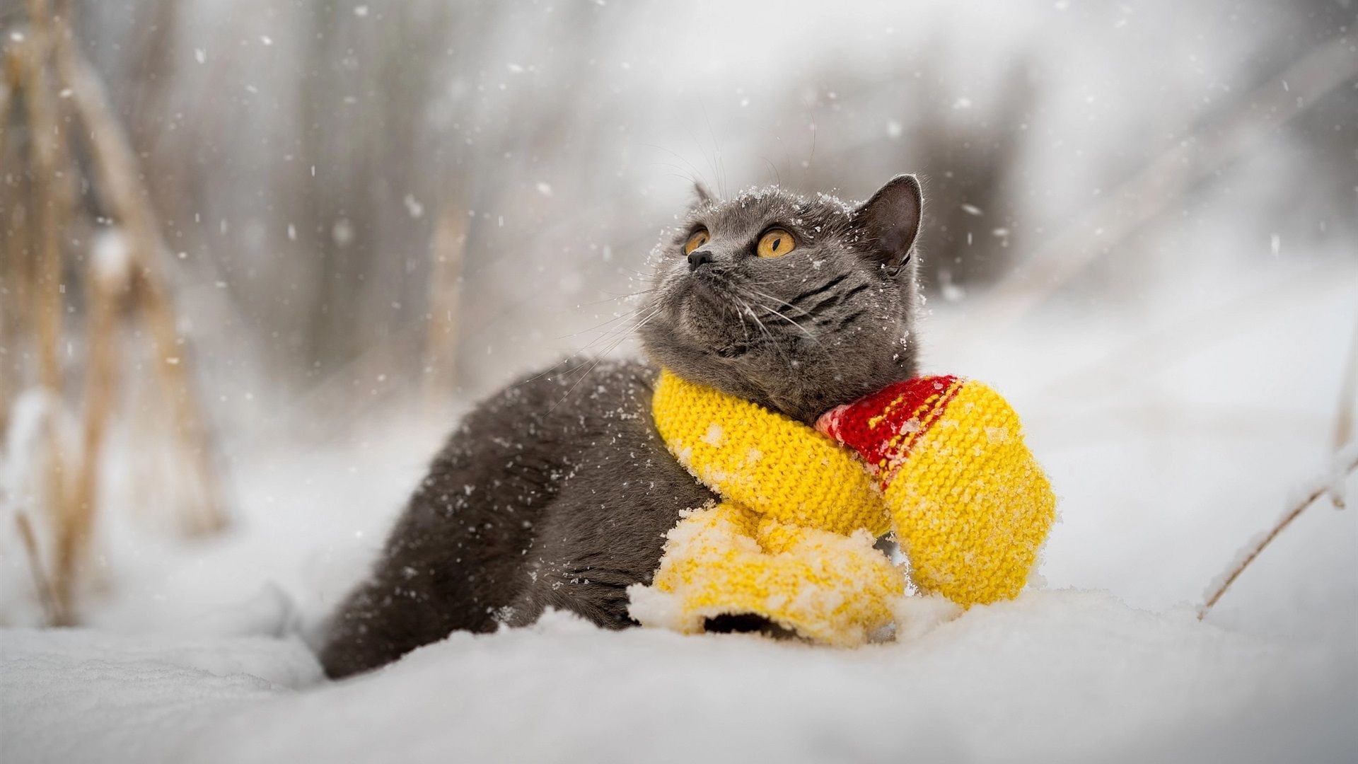 Wallpapers Gray cat, snow, winter, scarf ...best