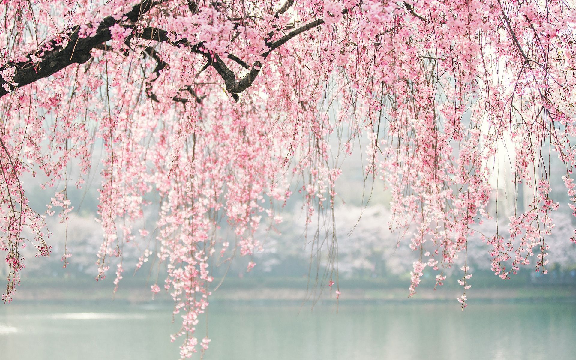 Japanese Pink Tree Aesthetic Wallpapers - Wallpaper Cave