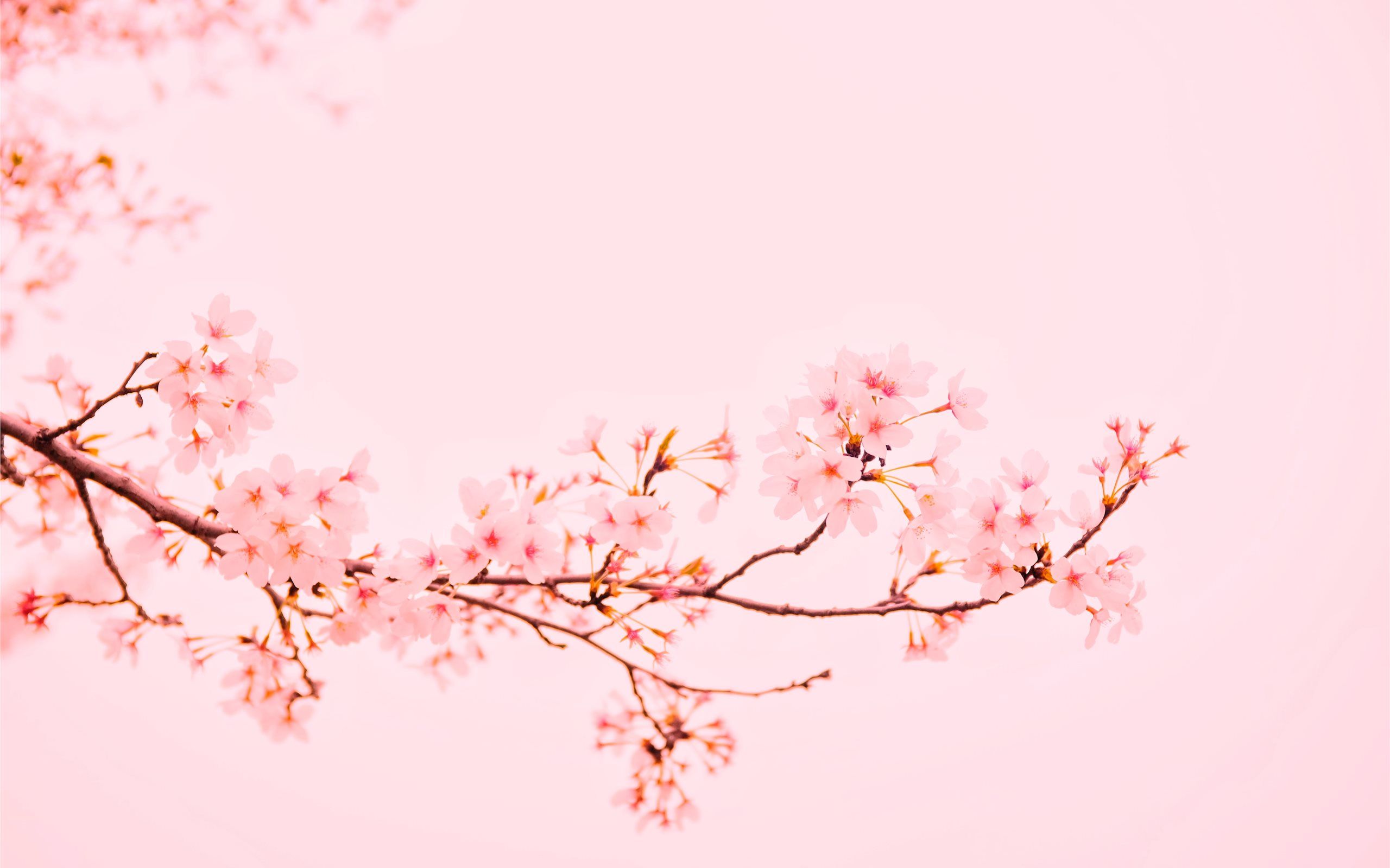 Pastel Aesthetic Cherry Blossom Wallpaper HD Desktop