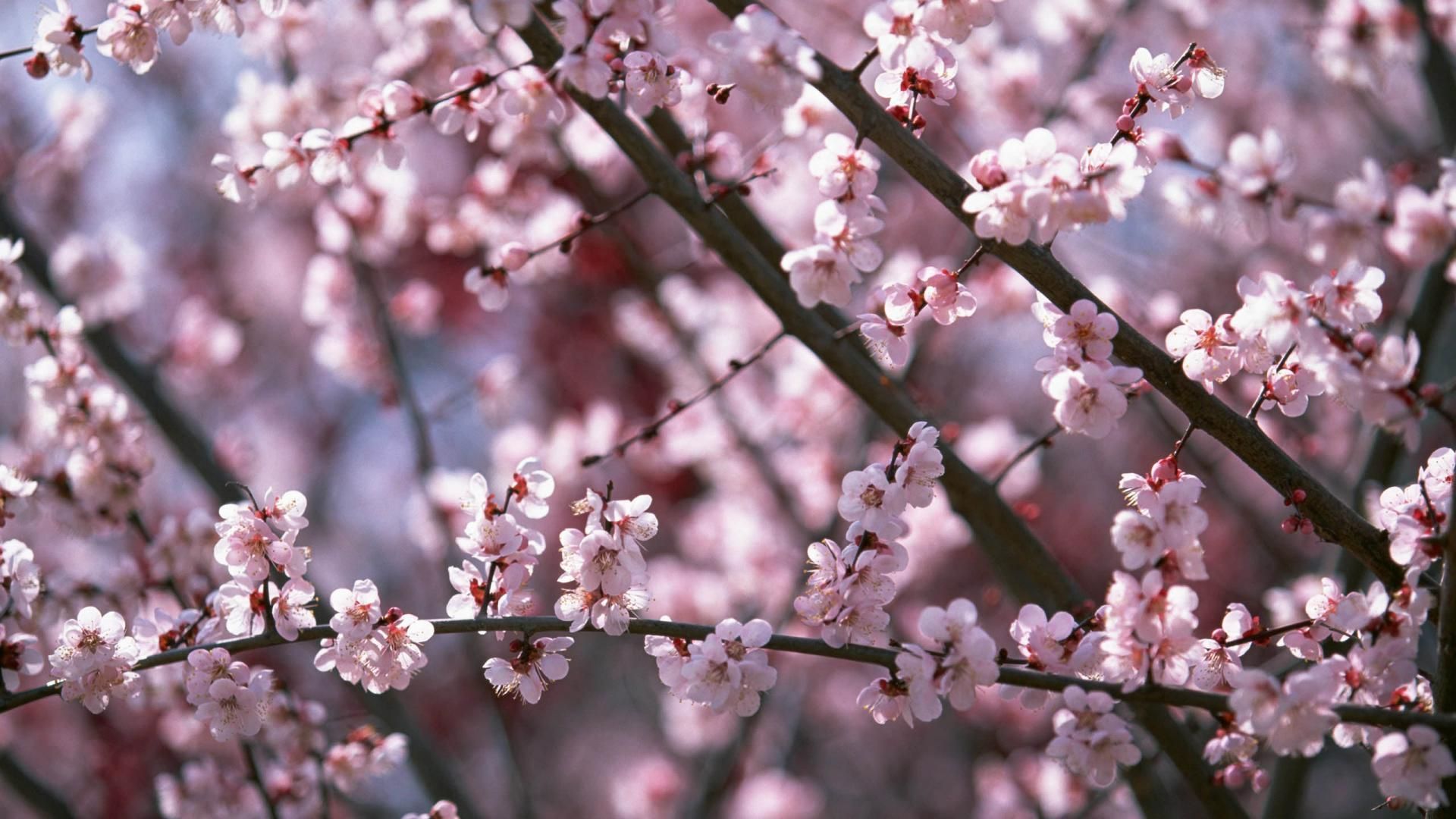 1920x1080 Aesthetic Cherry Blossom Wallpapers - Wallpaper Cave