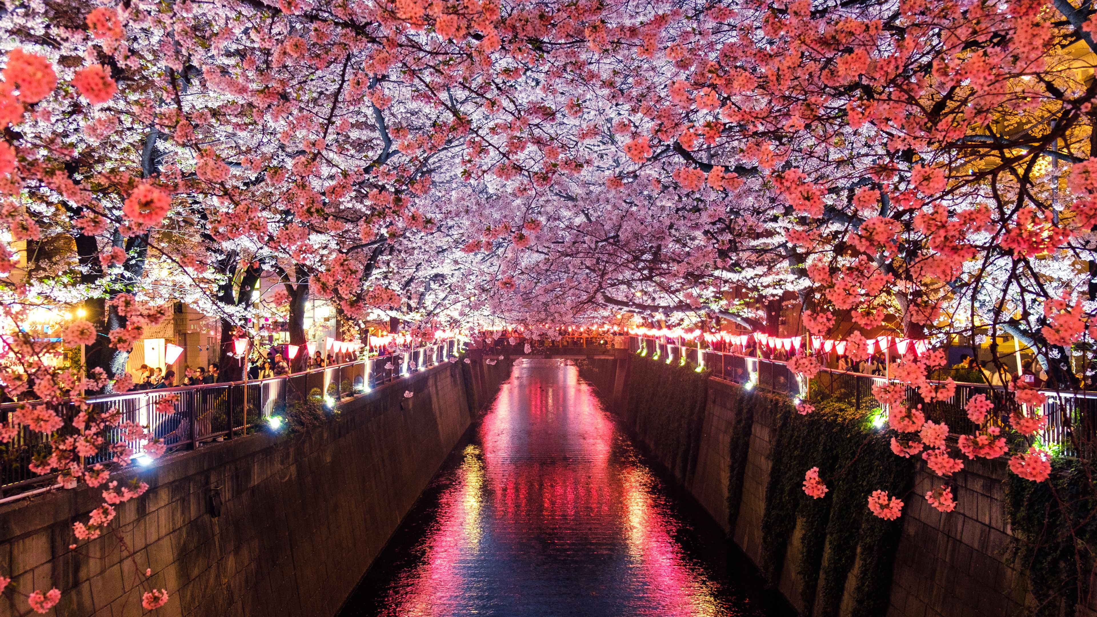 Wallpaper 4k Cherry Blossom Trees Covering River Canal Wallpaper
