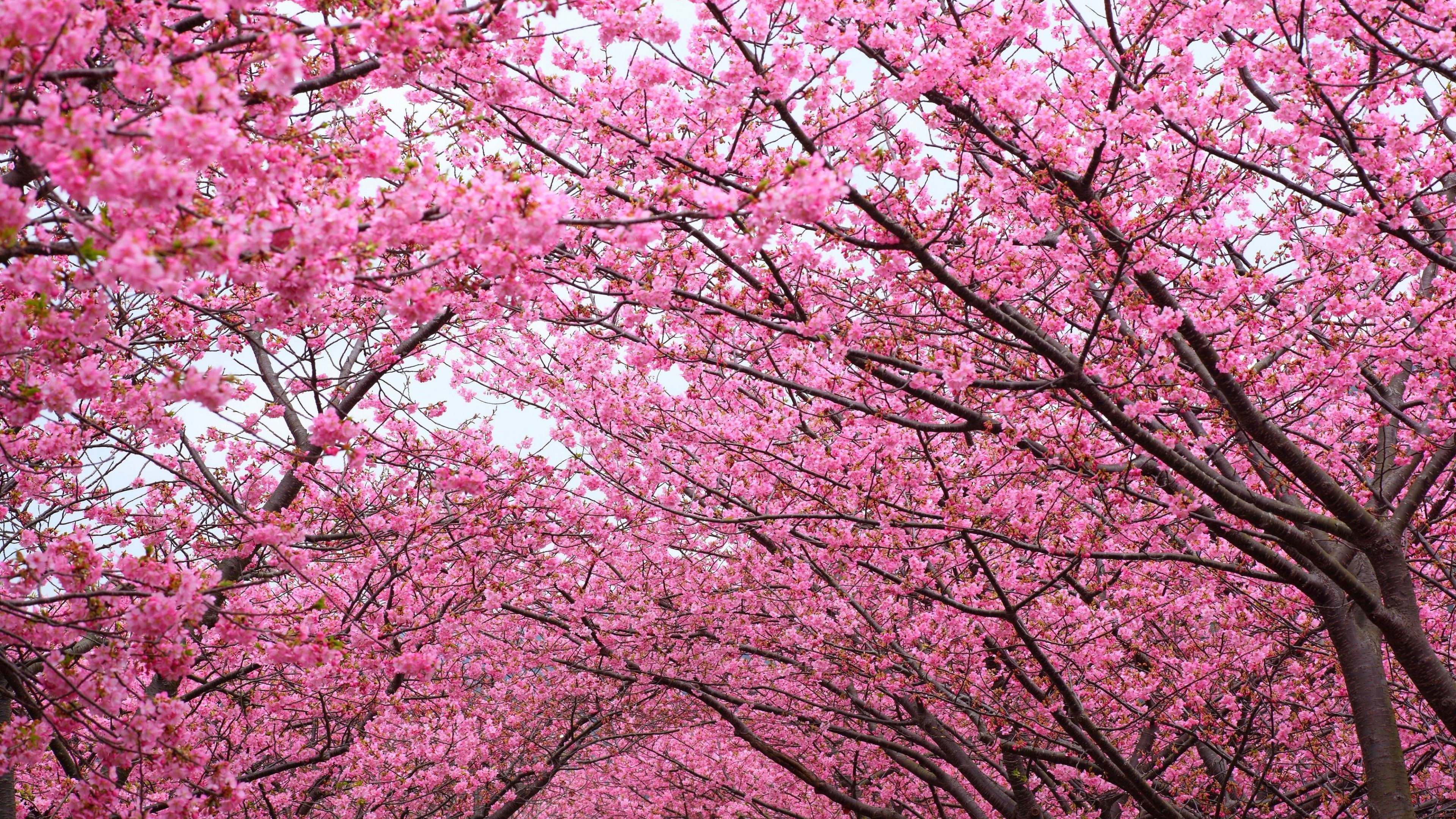 Japanese Cherry Blossom Wallpaper .baltana.com