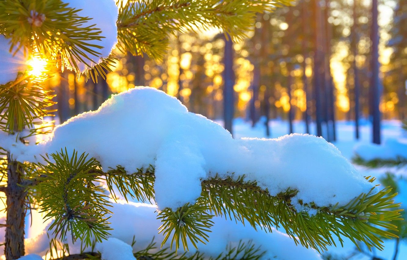 Wallpaper the sun, snow, spruce, branch, winter, snow, sun, branch image for desktop, section пейзажи