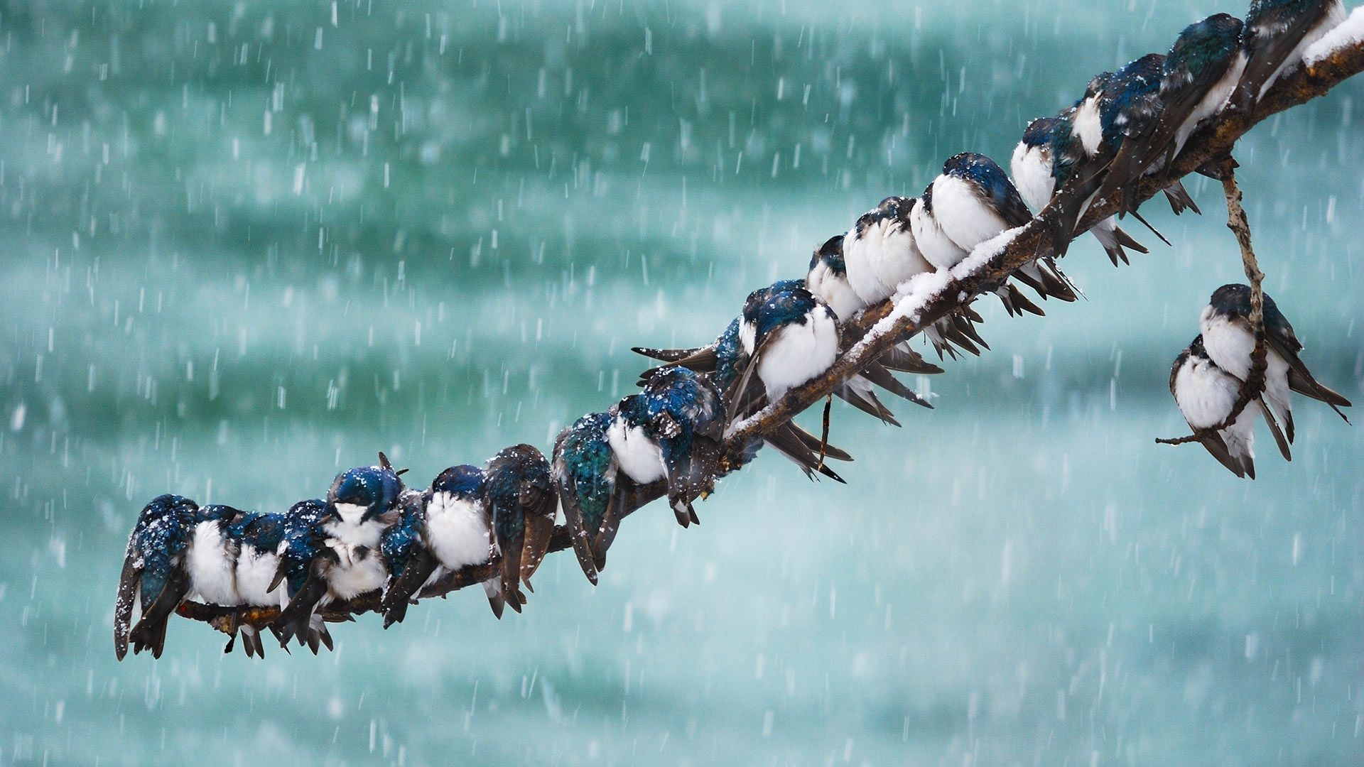 Download 1920x1080 Birds, Snow, Winter, Tree, Branch Wallpaper for Widescreen