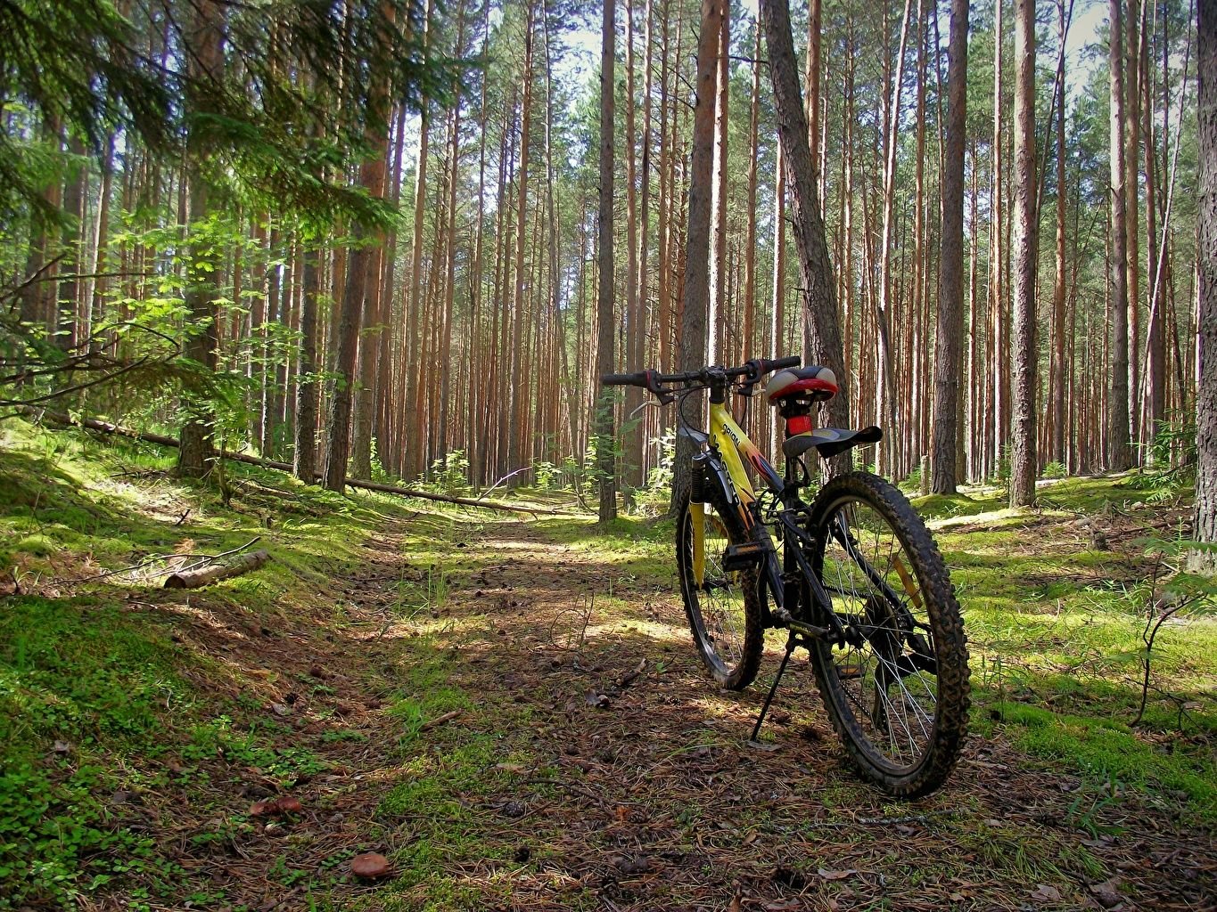 Desktop Wallpaper Bicycle Nature forest1zoom.me