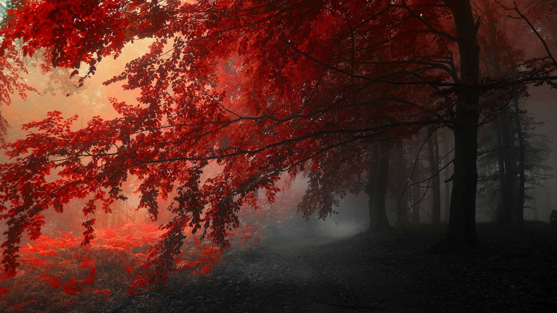 HD wallpaper and black burning red tree  Wallpaper Flare