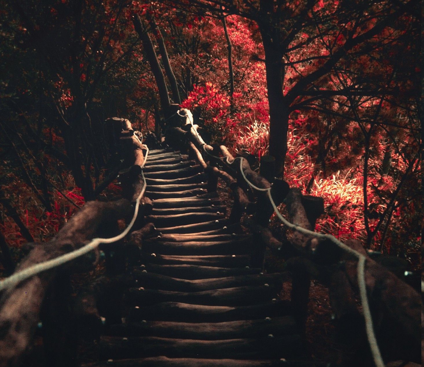 nature, Landscape, Dark, Path, Trees, Sunlight, Fall, Shrubs, Red Wallpaper HD / Desktop and Mobile Background