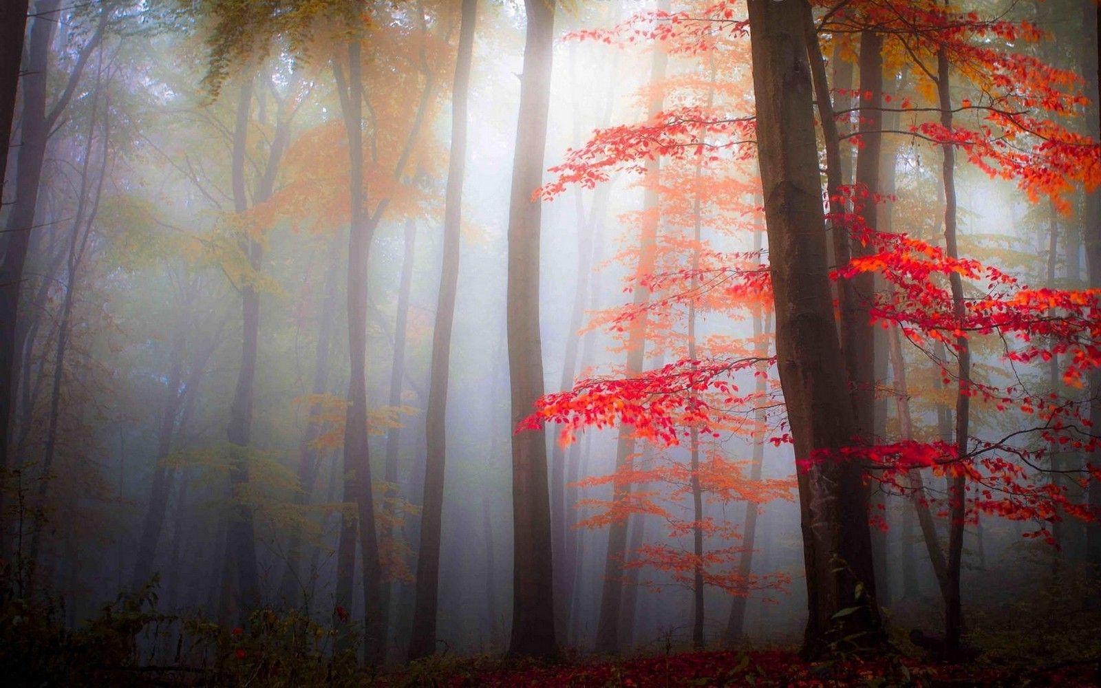 nature, Landscape, Mist, Forest, Fall, Leaves, Trees, Morning, Red, Dark Wallpaper HD / Desktop and Mobile Background