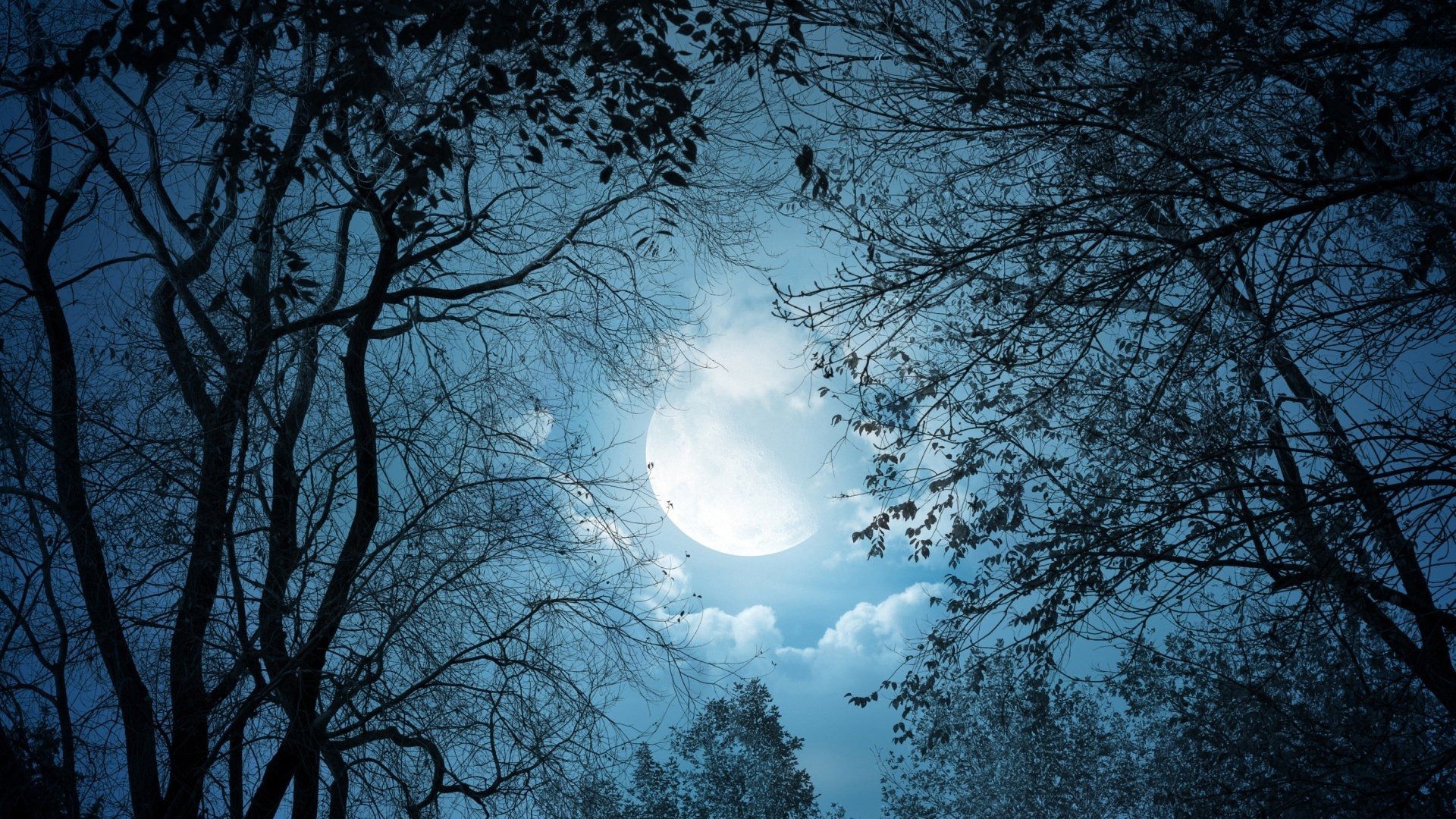 Forest Under Moon Sky HD Dark Aesthetic .hdwallpaper.in