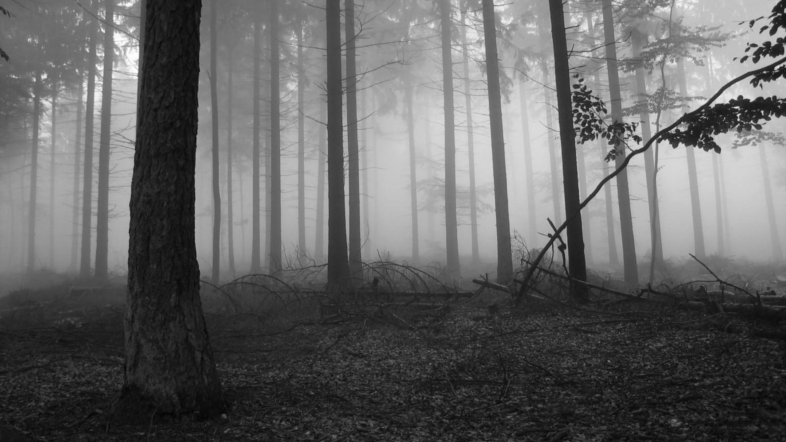 Fog In The Dark Forest Nature HD .teahub.io