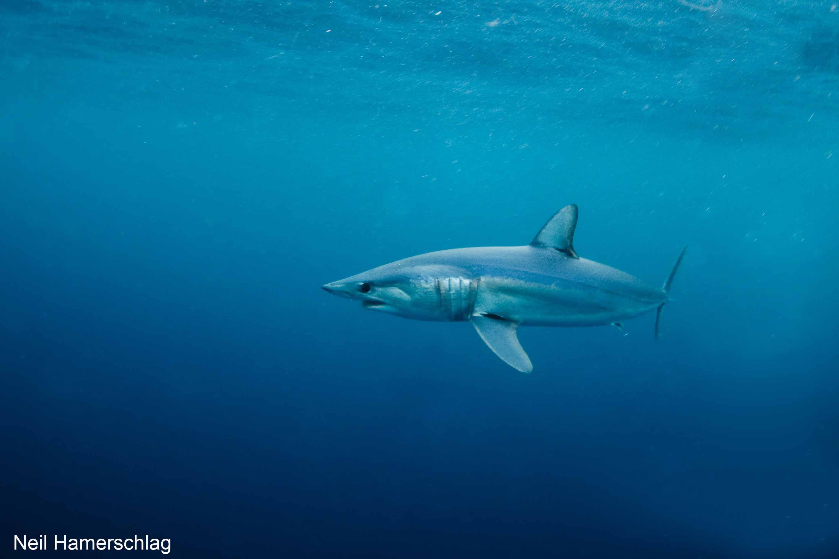 Shortfin Mako Shark Wallpapers - Wallpaper Cave