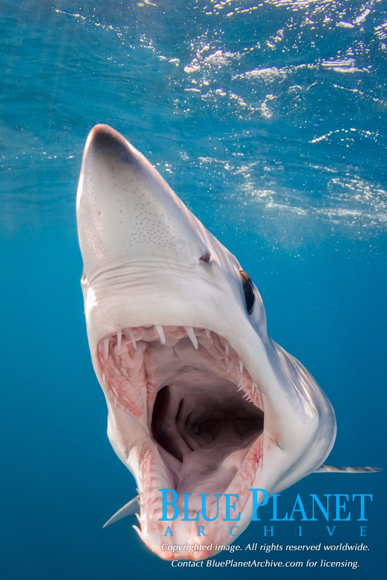 Mako Sharks Are Now Threatened With .blueplanetarchive.com