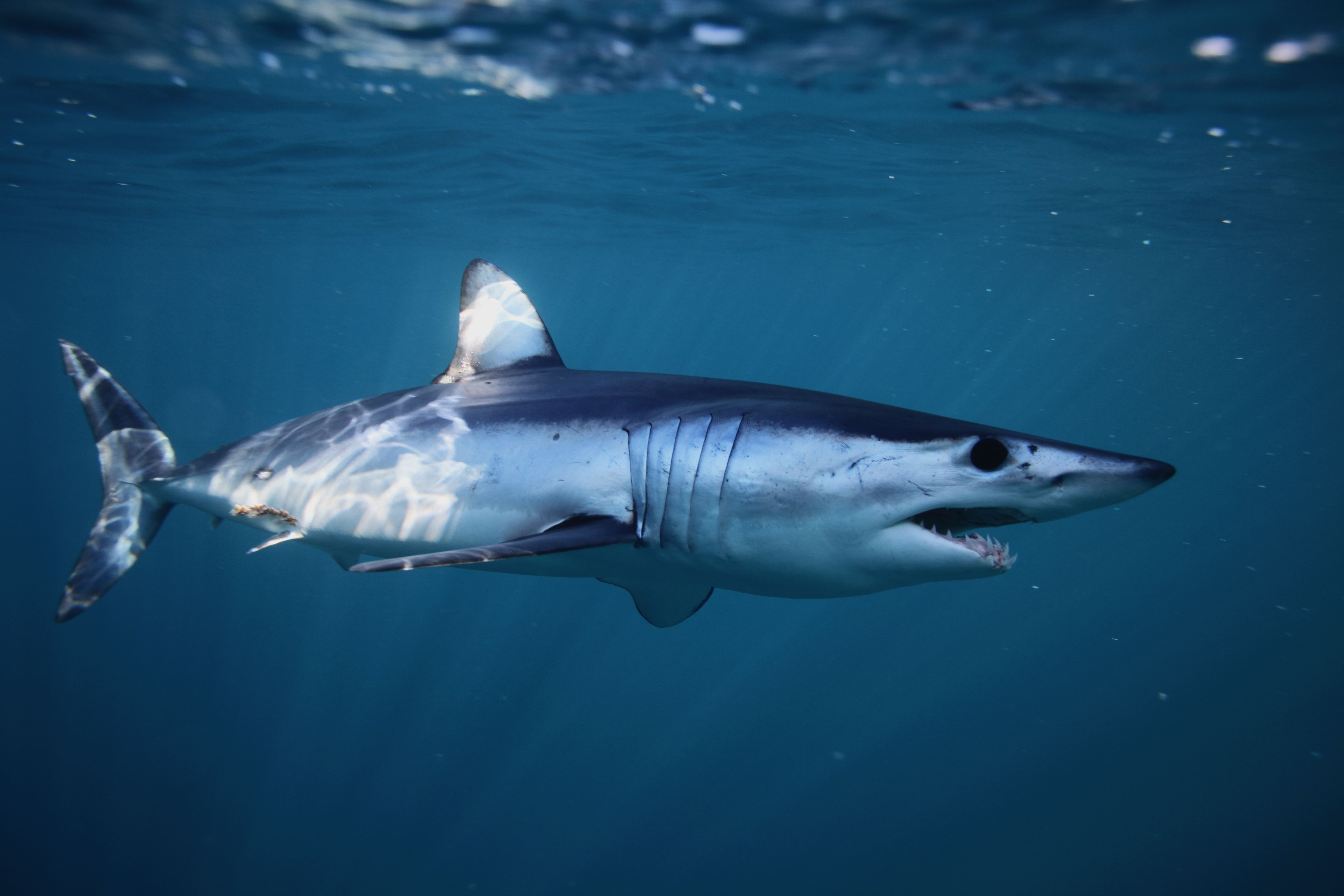 MakeTimeForMakos - Fastest Shark Alive .saveourseas.com