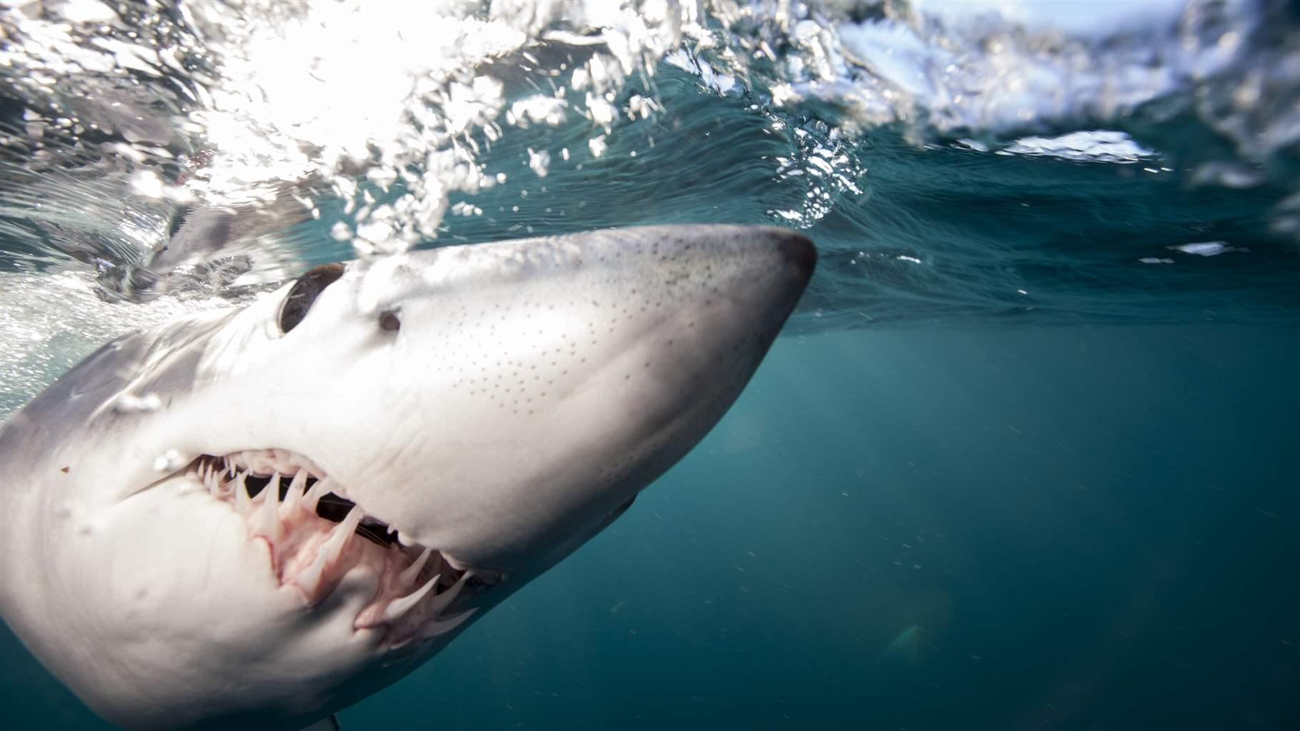 Protect Endangered Shortfin Mako Sharks .pewtrusts.org