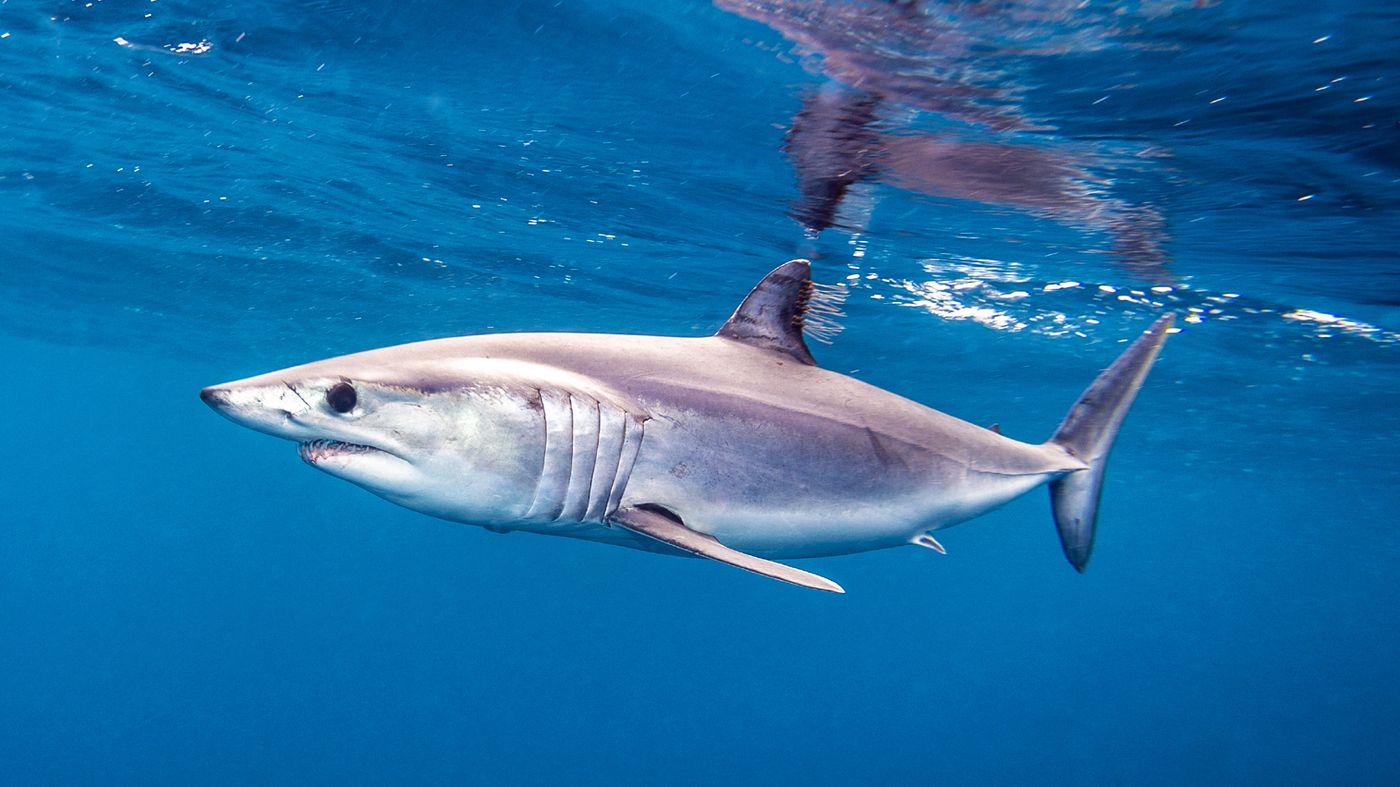Shark Week' Fuels Shark Meat Feeding .npr.org