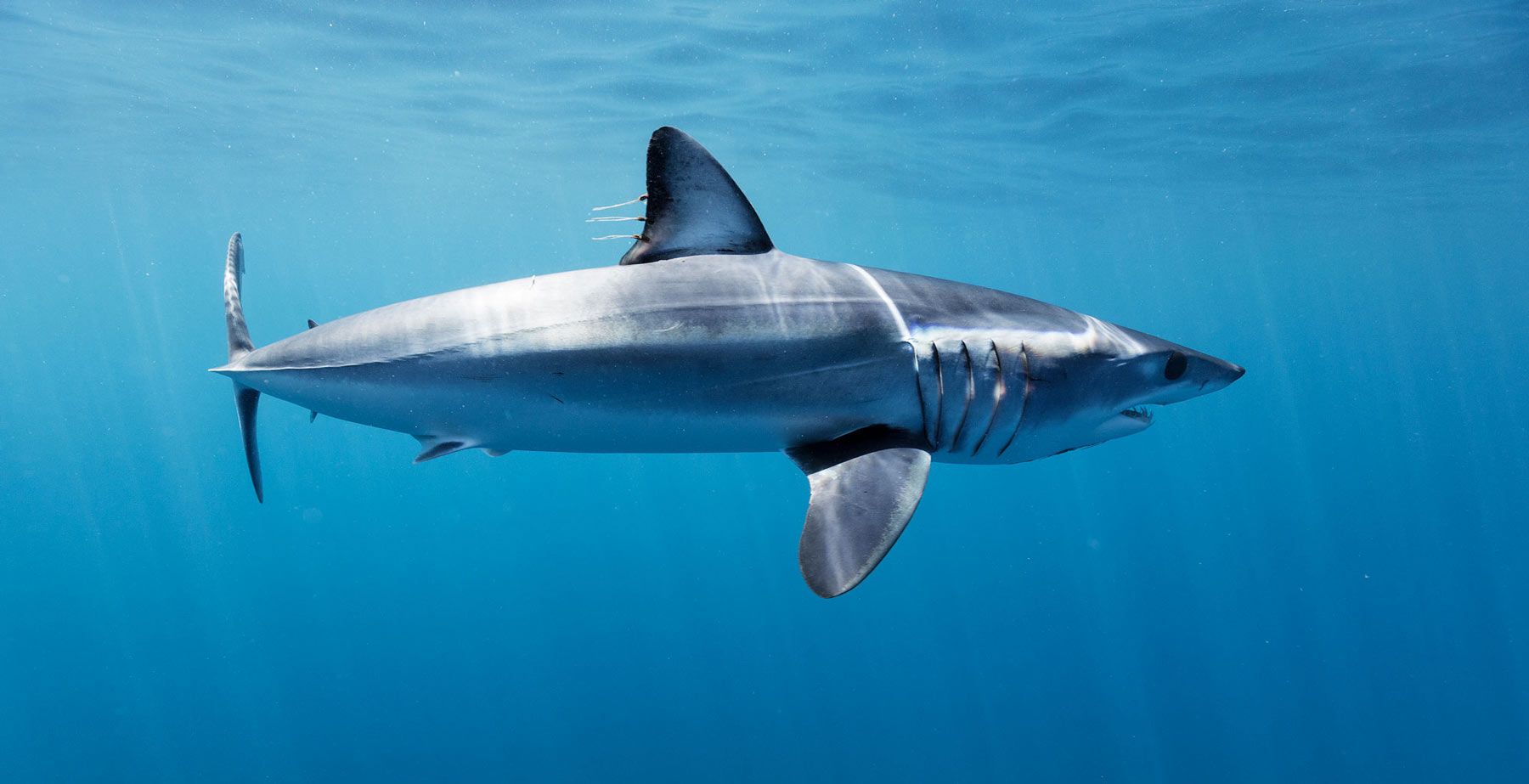 Mako Sharks fastest sharks innautilusliveaboards.com