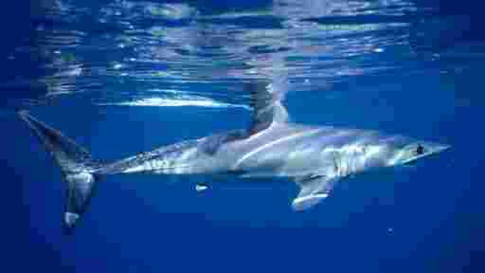 Empty seas: Oceanic shark populations .hindustantimes.com