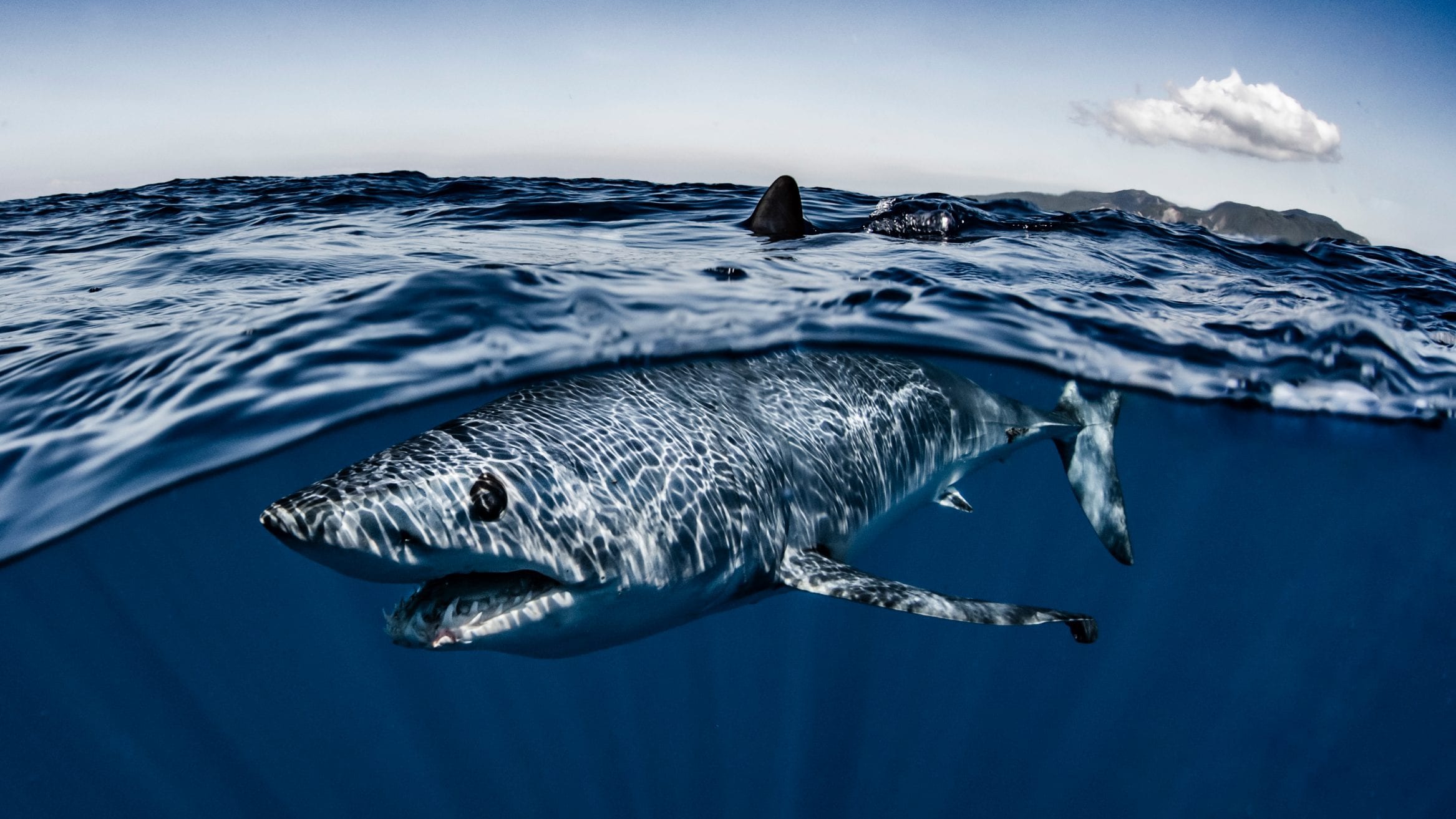 endangered Shortfin Mako Sharks .oceanographicmagazine.com