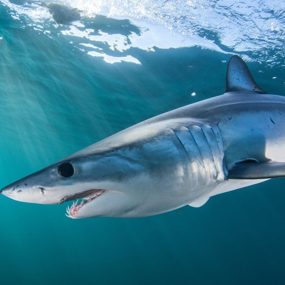 protect world's fastest shark. Sharks .theguardian.com