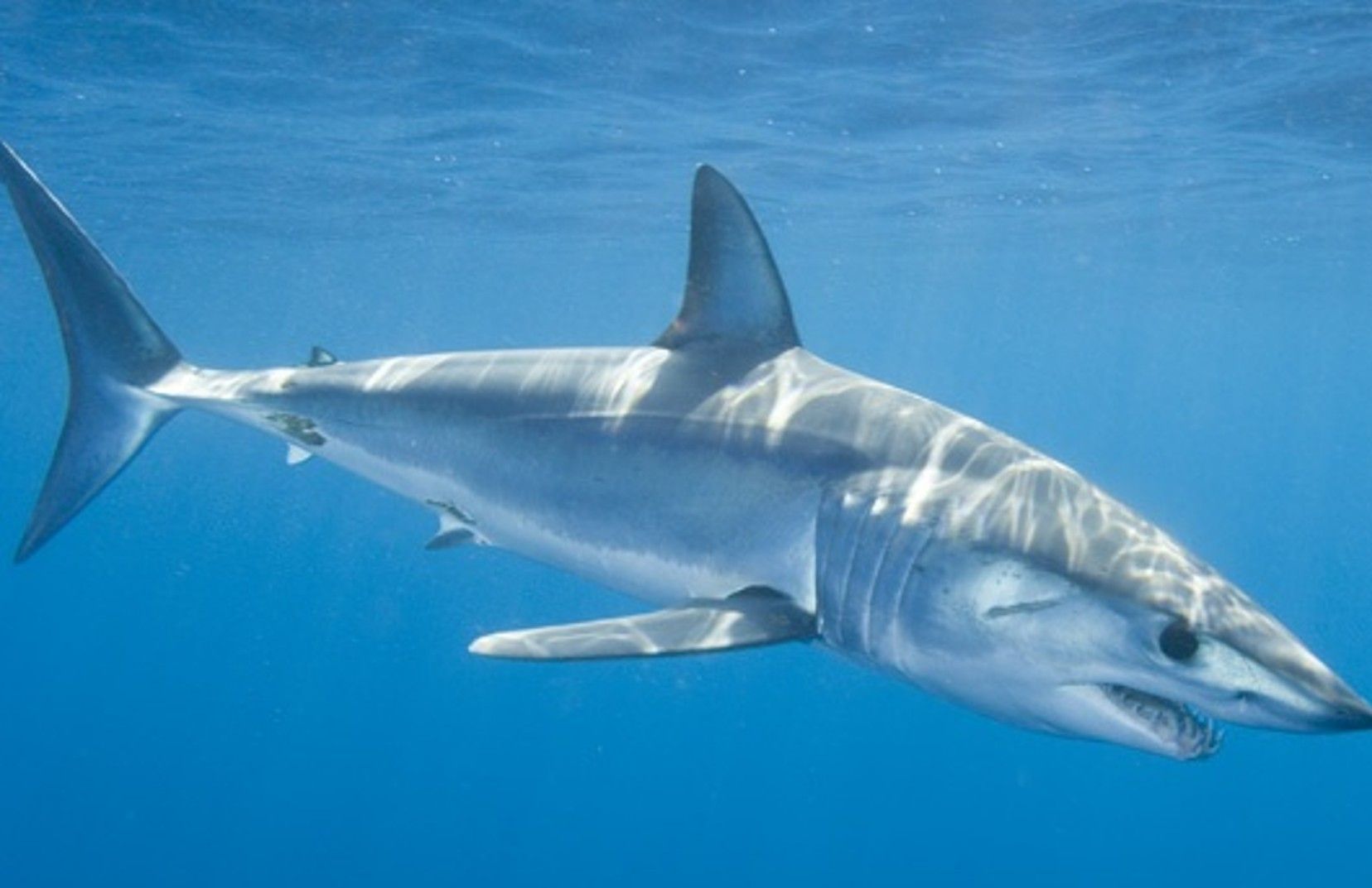 Shortfin mako shark .ch