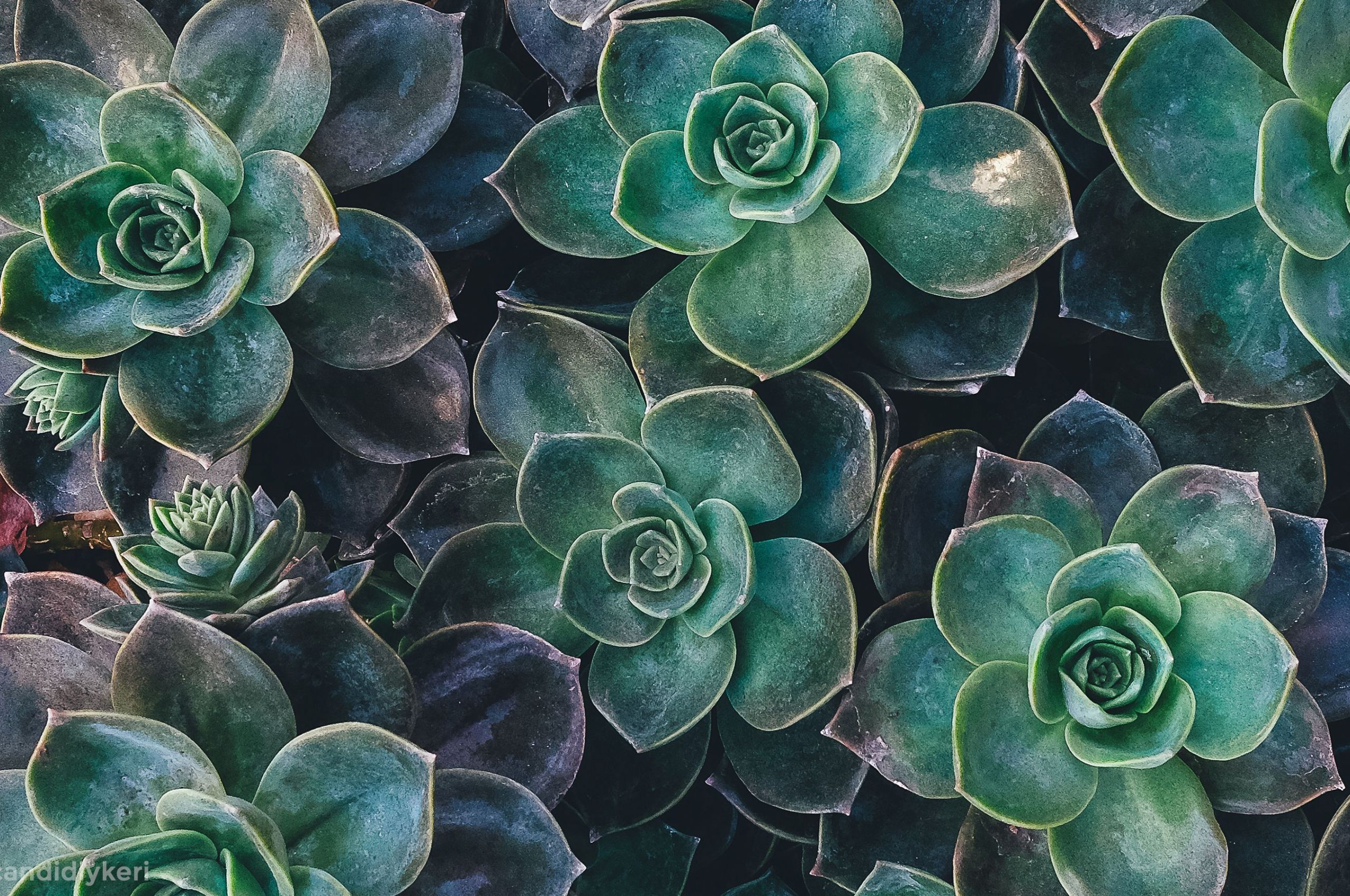 Green Aesthetic Mac Wallpaper Top .wallpaperafari.com