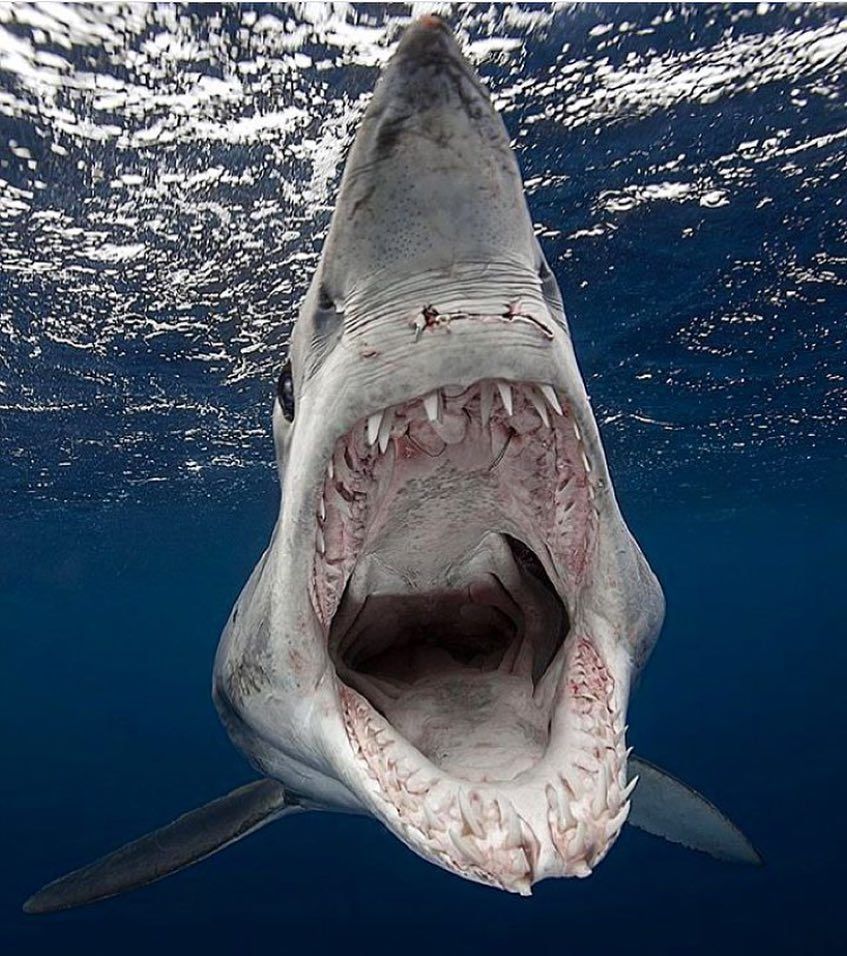 Well.. #SavingtheWaves Mako sharks .com