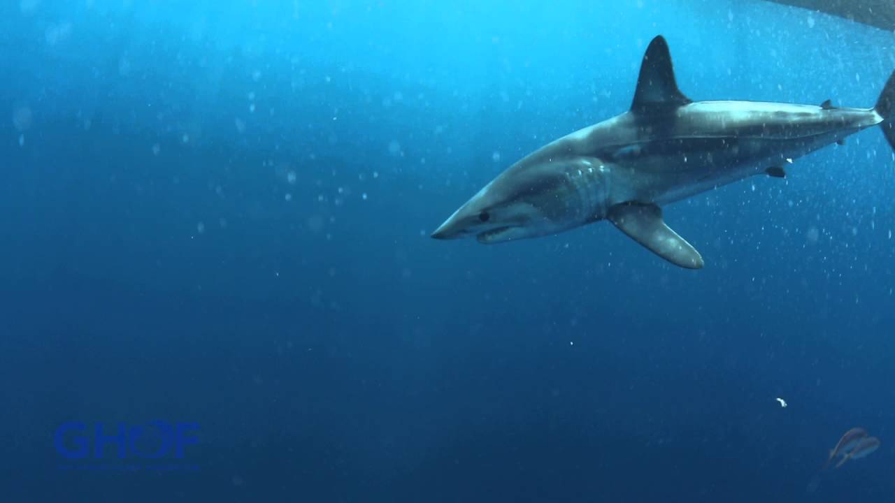 The incredibly fast Shortfin Mako Shark .youtube.com