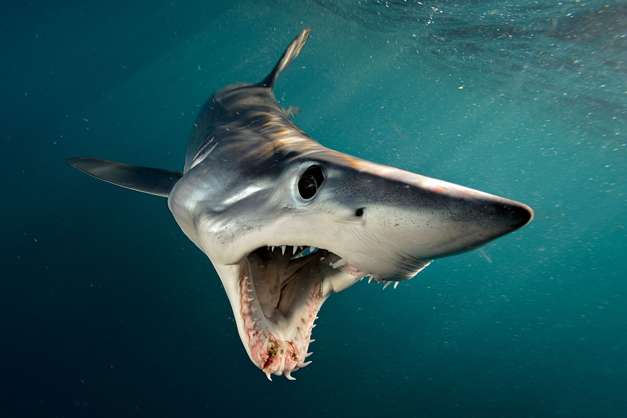 Shortfin Mako Shark Skerrybrianskerry.com