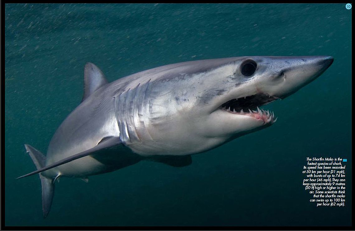 Top HD Mako Shark Wallpaper. Animals .6iee.com