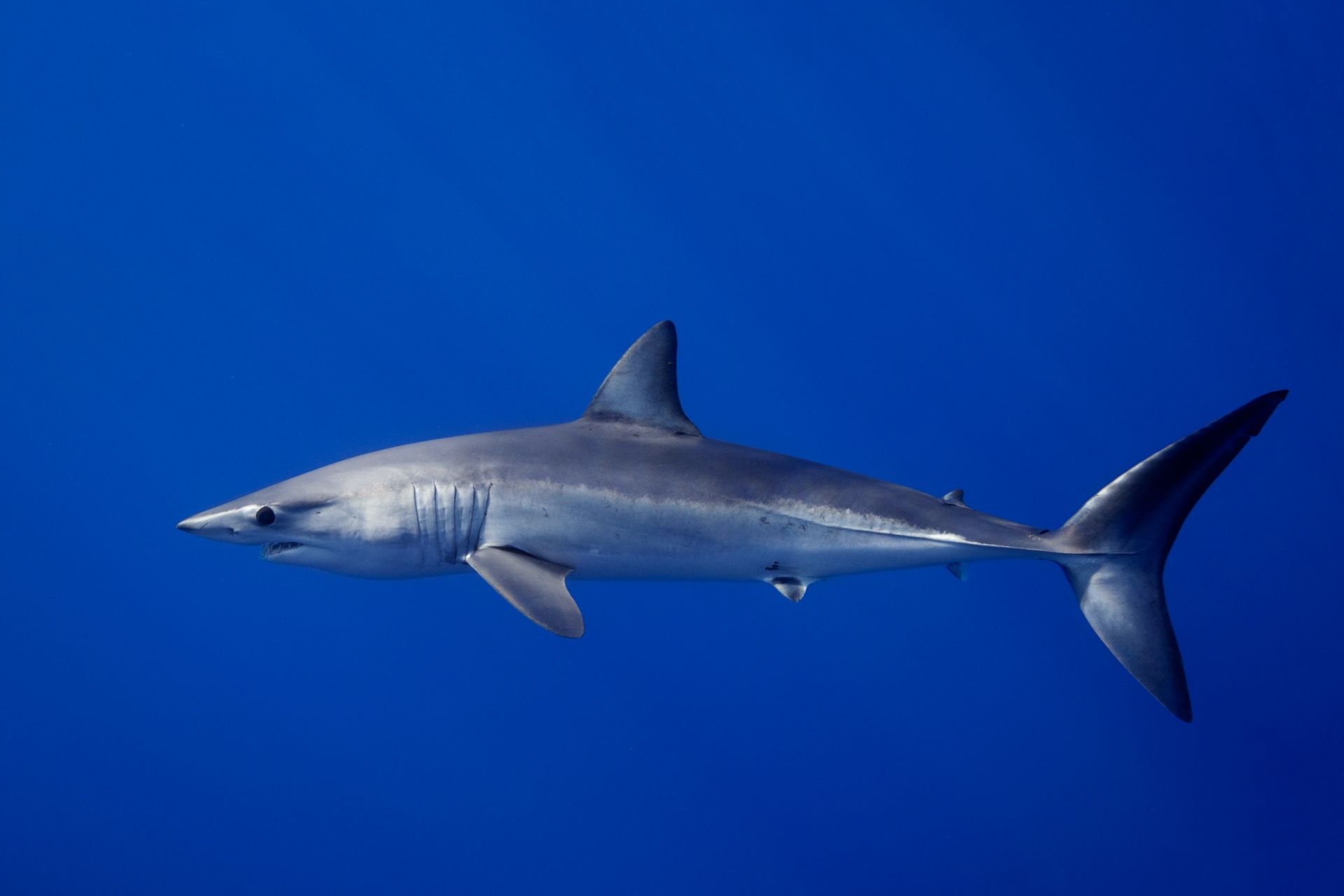 Mako Shark Facts for Kids. Shark .dkfindout.com
