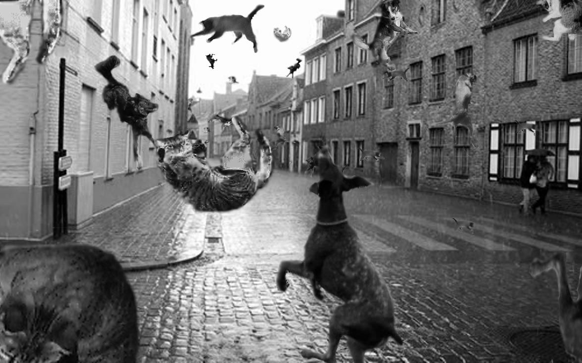 It's Raining Cats and Dogs? WITH .lifewithdogs.tv