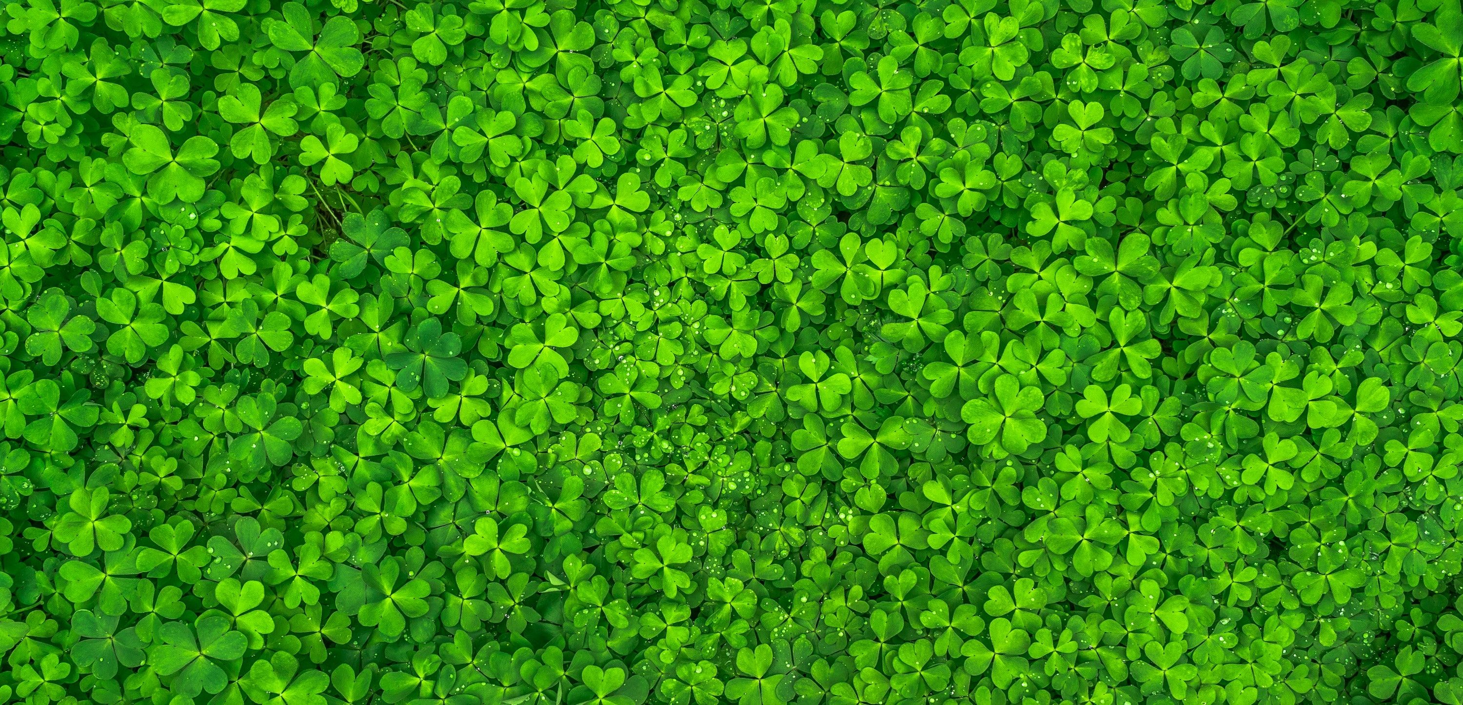 St. Patrick's Day Zoom Background .popsugar.com