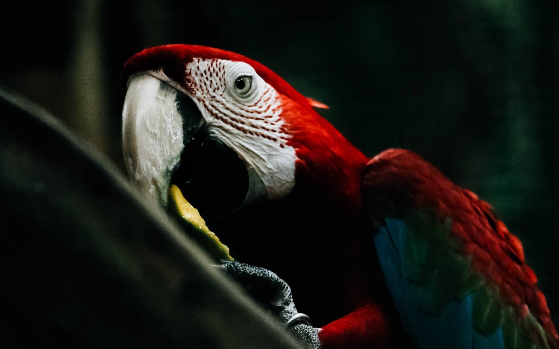 Scarlet Macaw HD Background Wallpaper .baltana.com