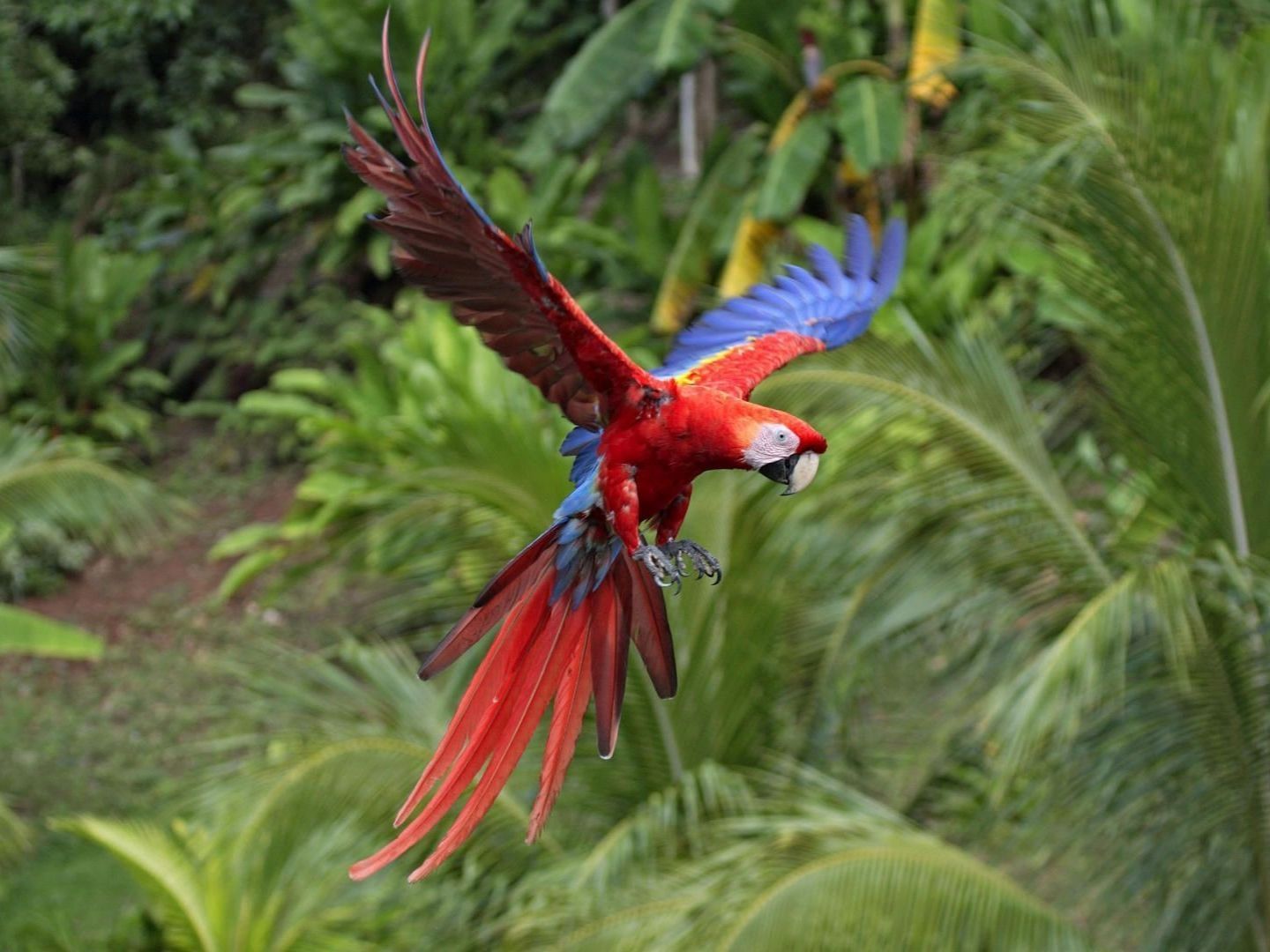 Animals: Scarlet Macaw In Flight .wallpaperweb.org