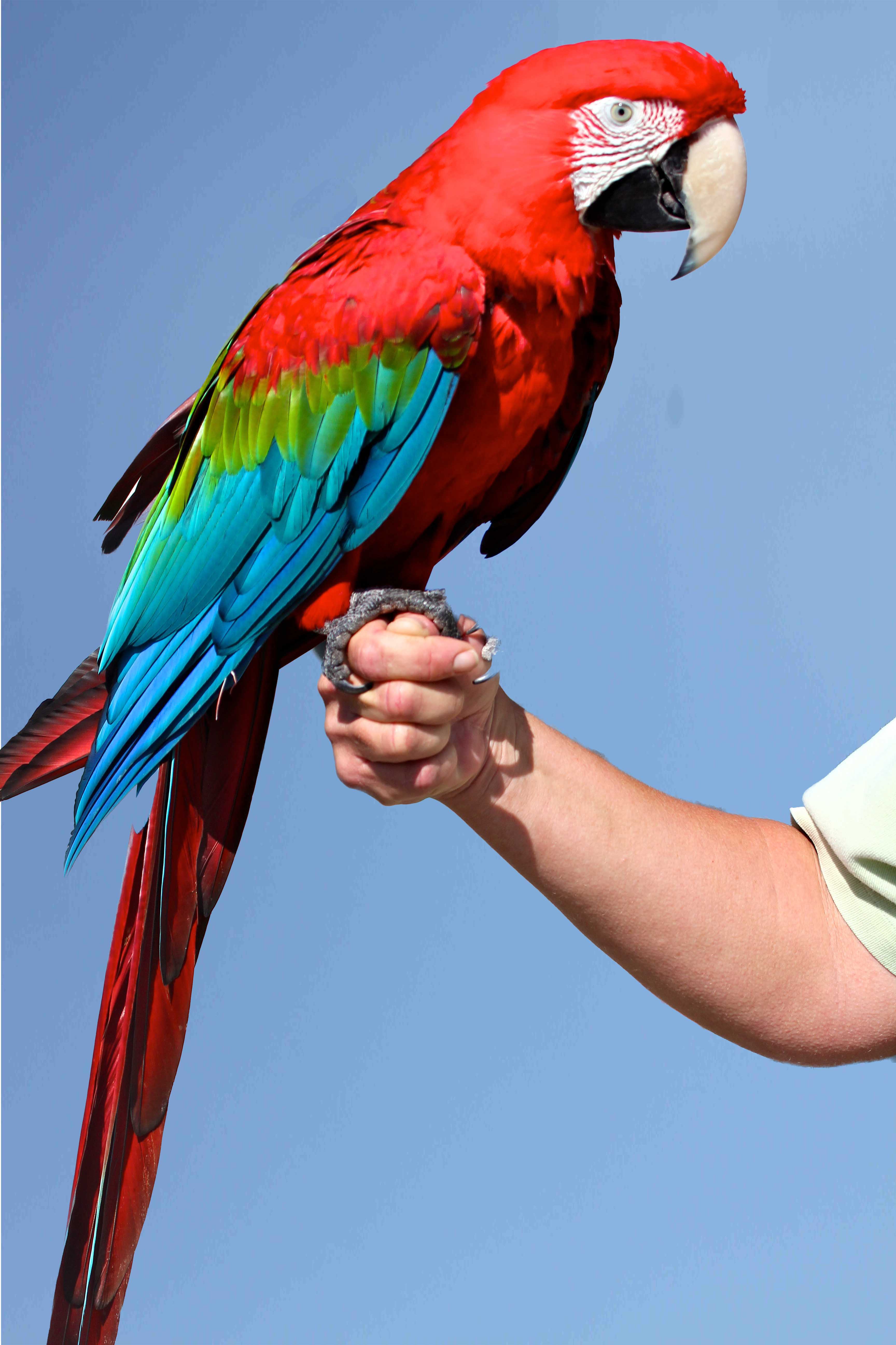 High Resolution Macaw 4k Wallpapermacawbird Cage.blogspot.com