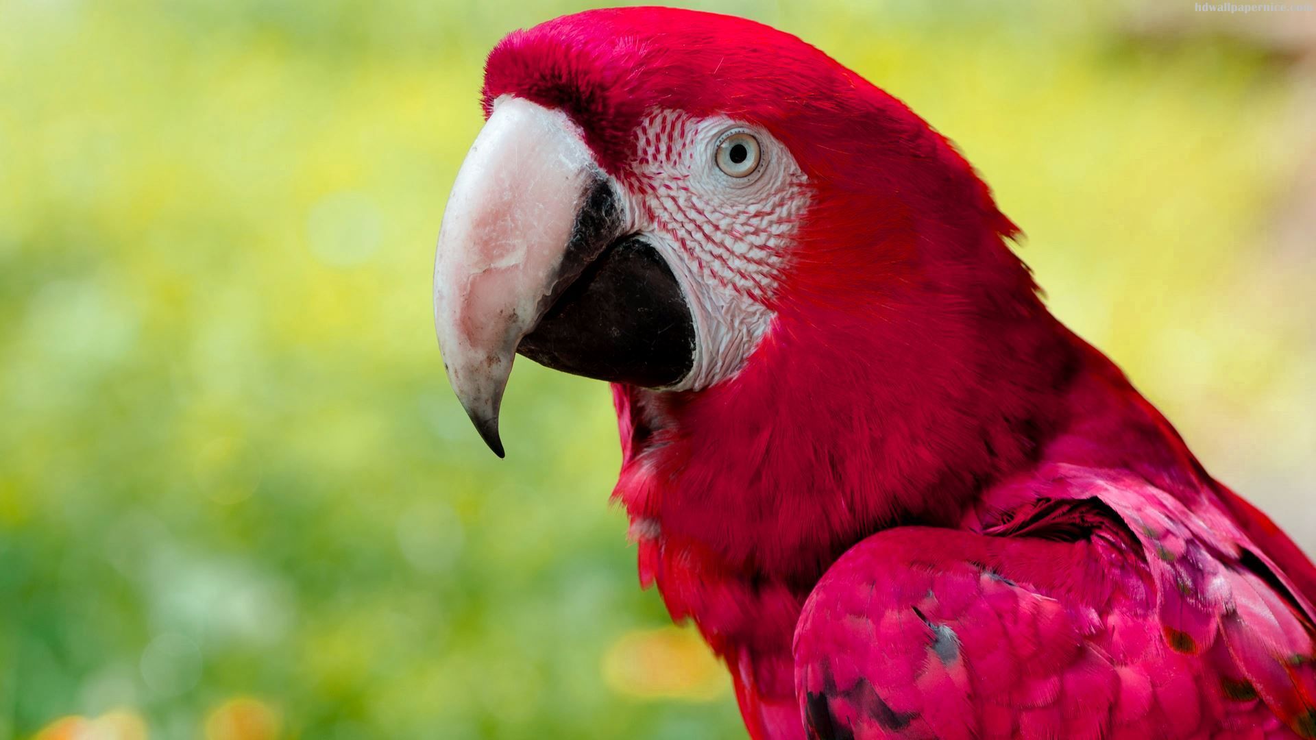 Red Scarlet Macaw Bird HD Wallpaper .wallpaperpick.com