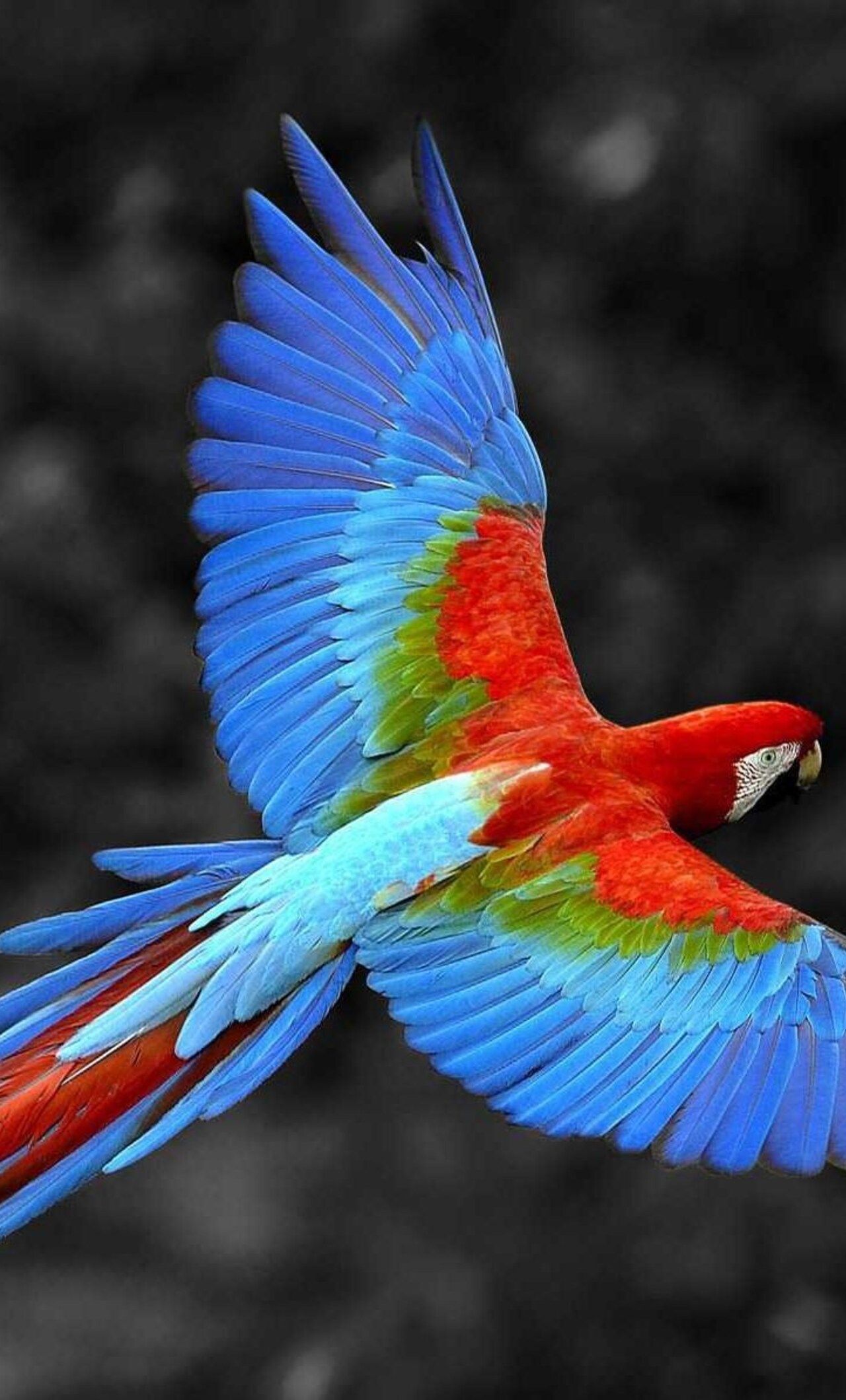Scarlet Macaw Bird iPhone .hdqwalls.com