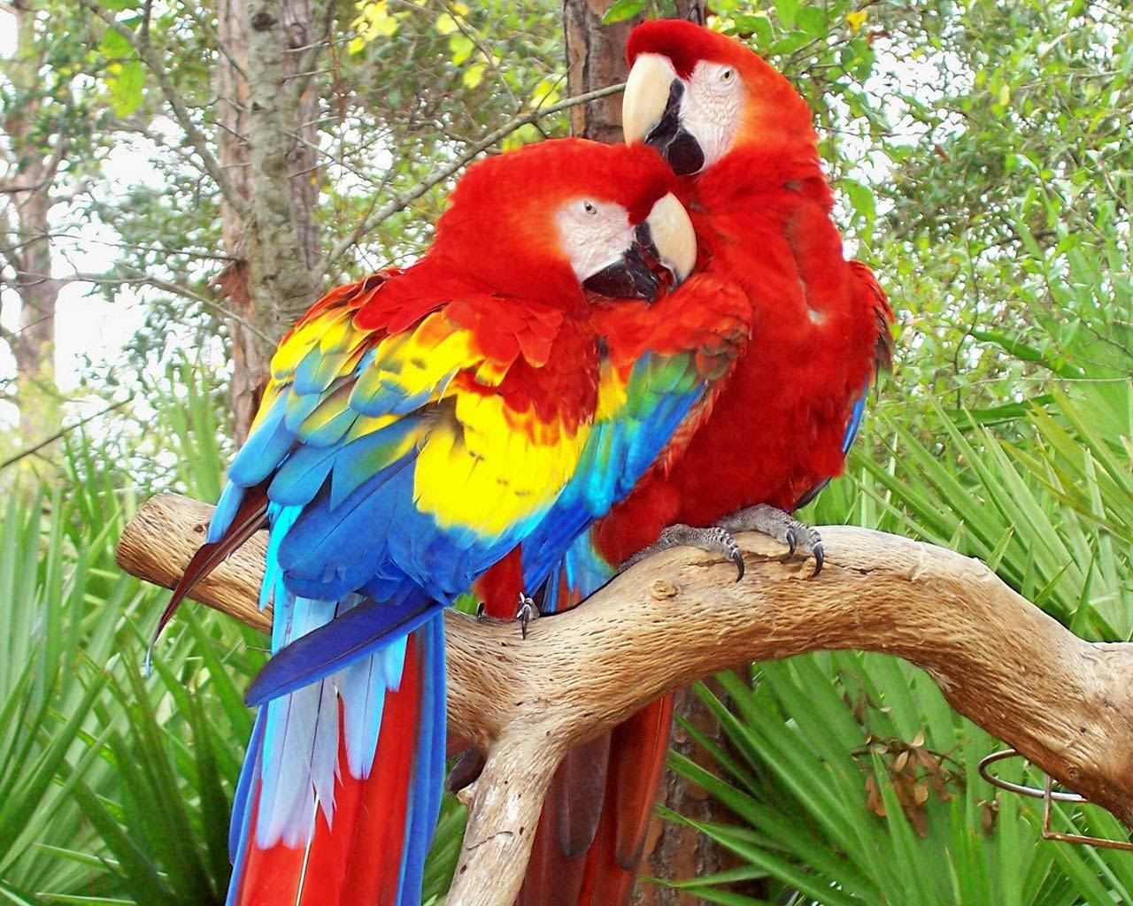 Title Animal Scarlet Macaw Birds .wallpapertip.com