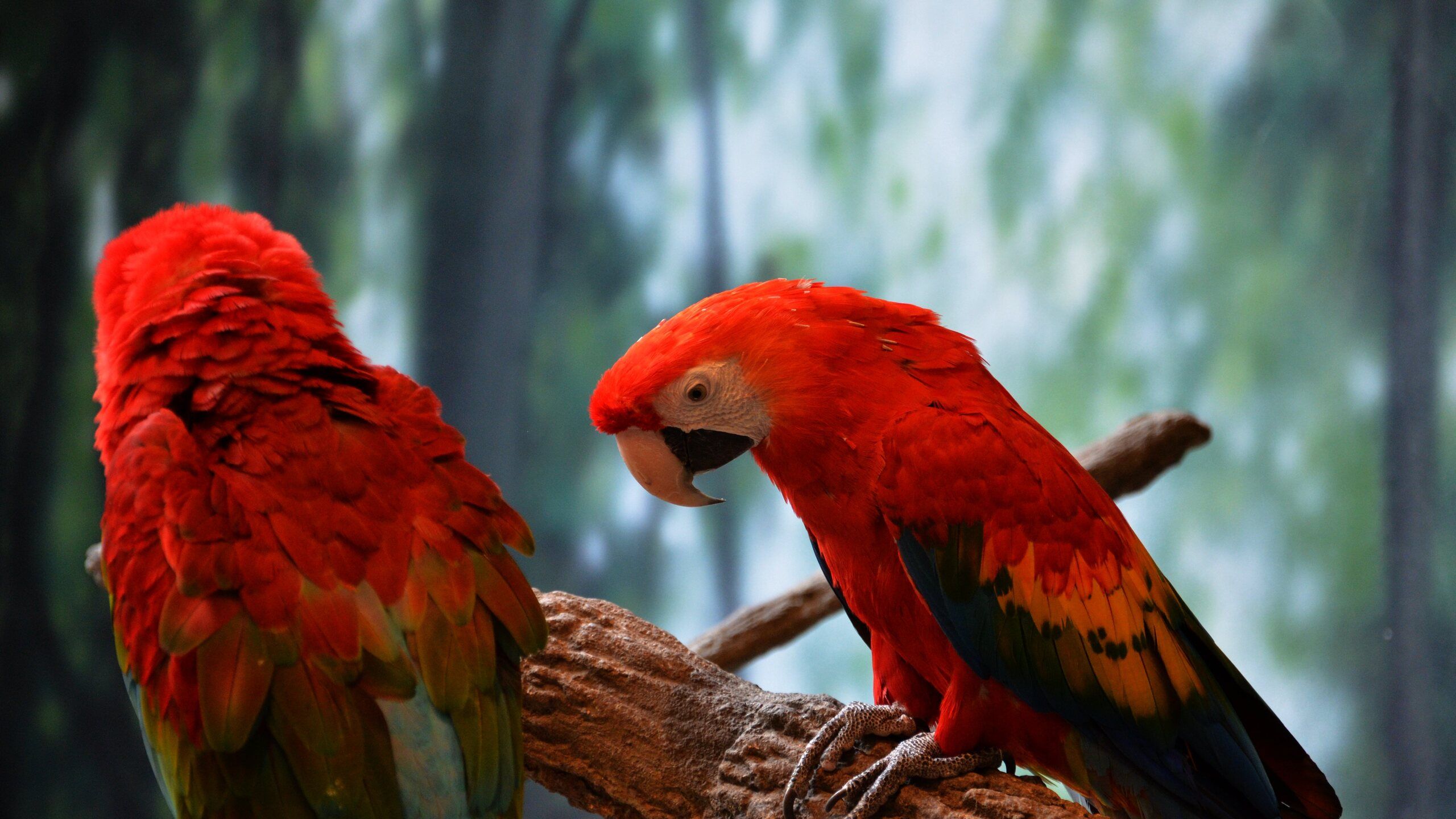 Scarlet Macaw 5k 1440P Resolution .hdqwalls.com