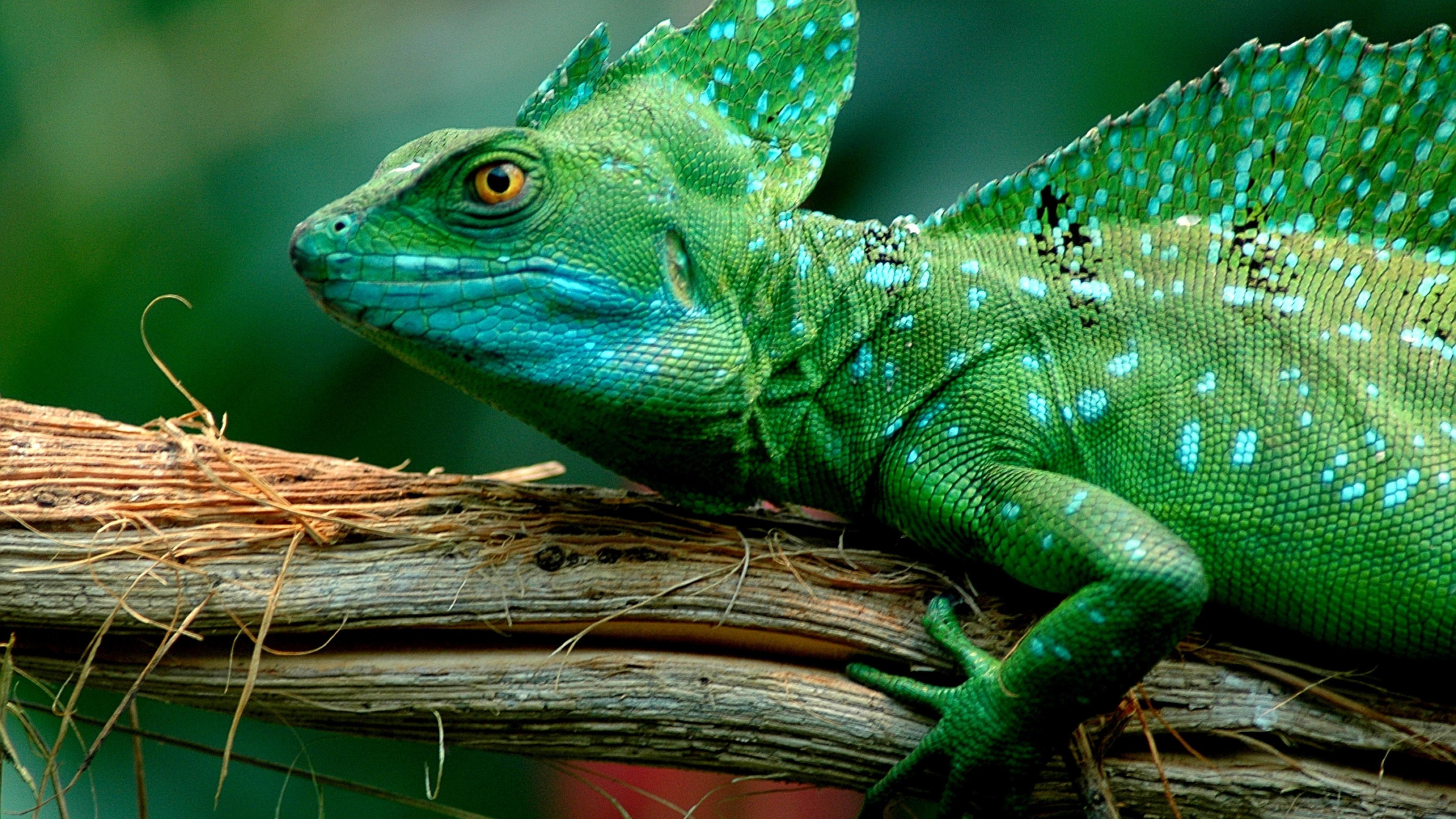 Animals Green Basilisk Lizard–desktop .wallpaper13.com