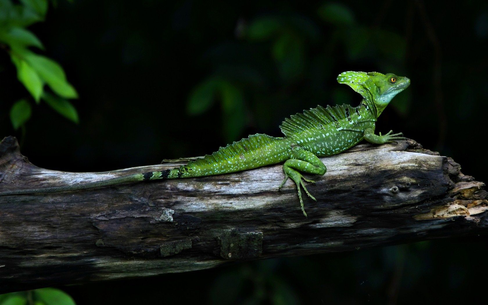 Costa Rica Green Basilisk Lizard .eskipaper.com
