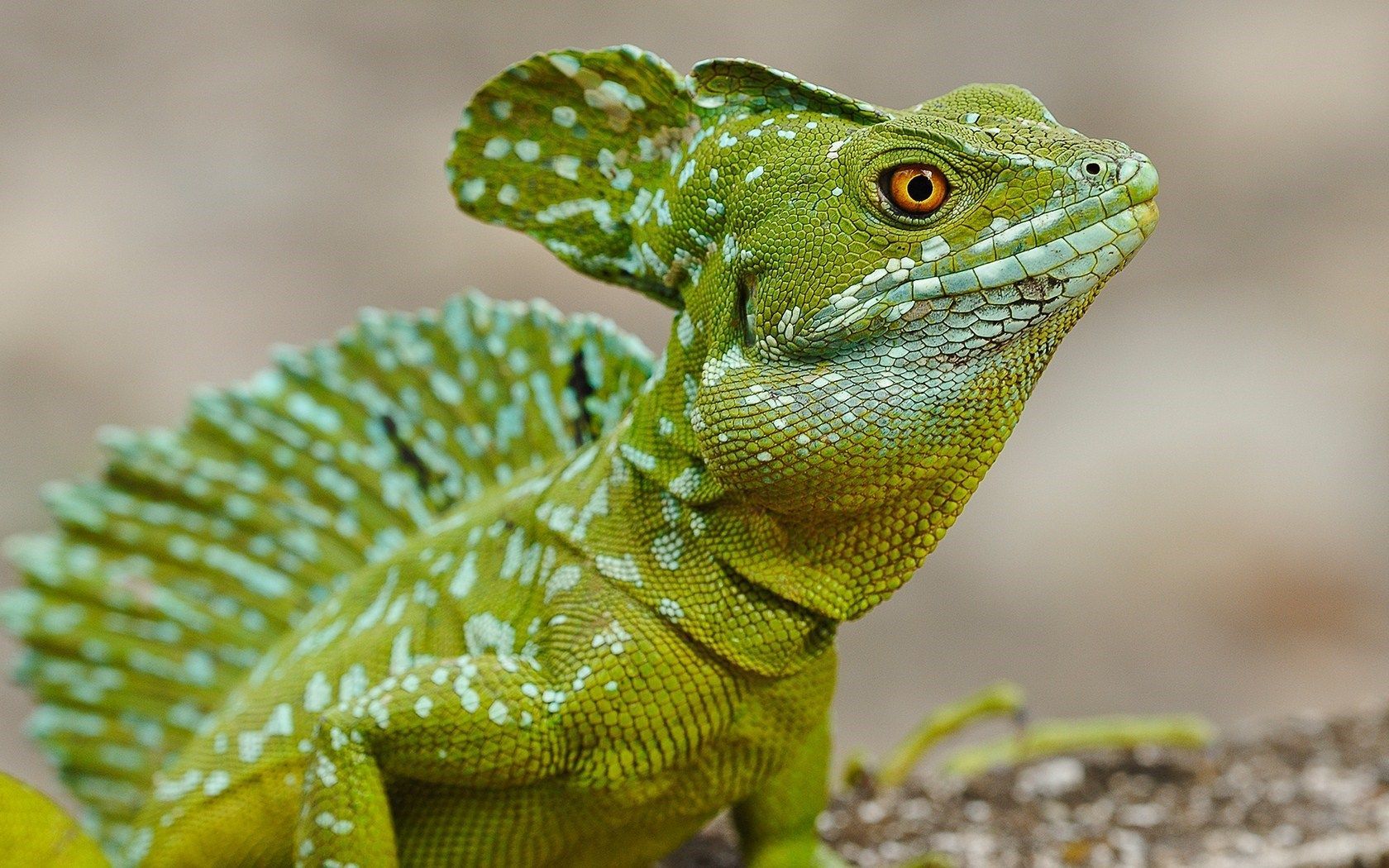 Costa Rica Green Basilisk Lizard Nature .id.com