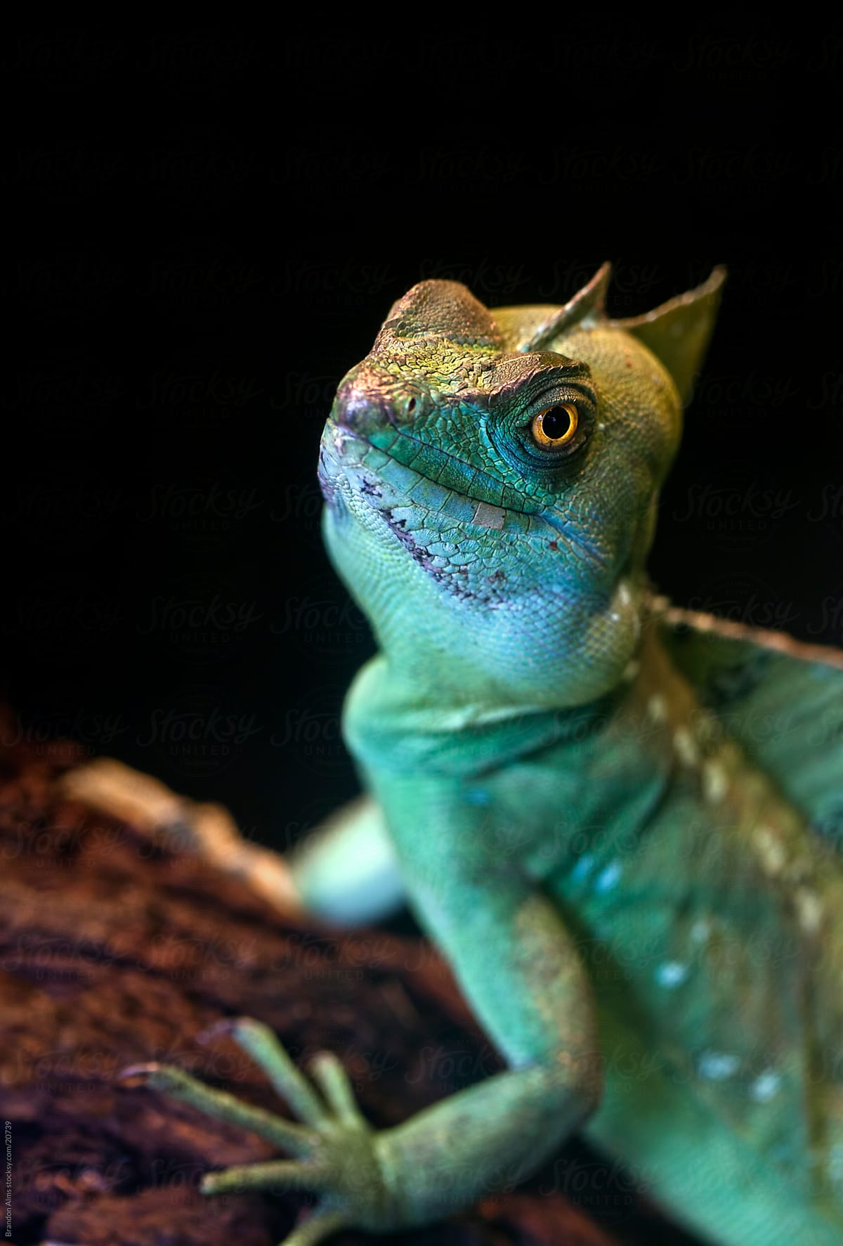 Green Basilisk Lizard Closeup by .stocksy.com