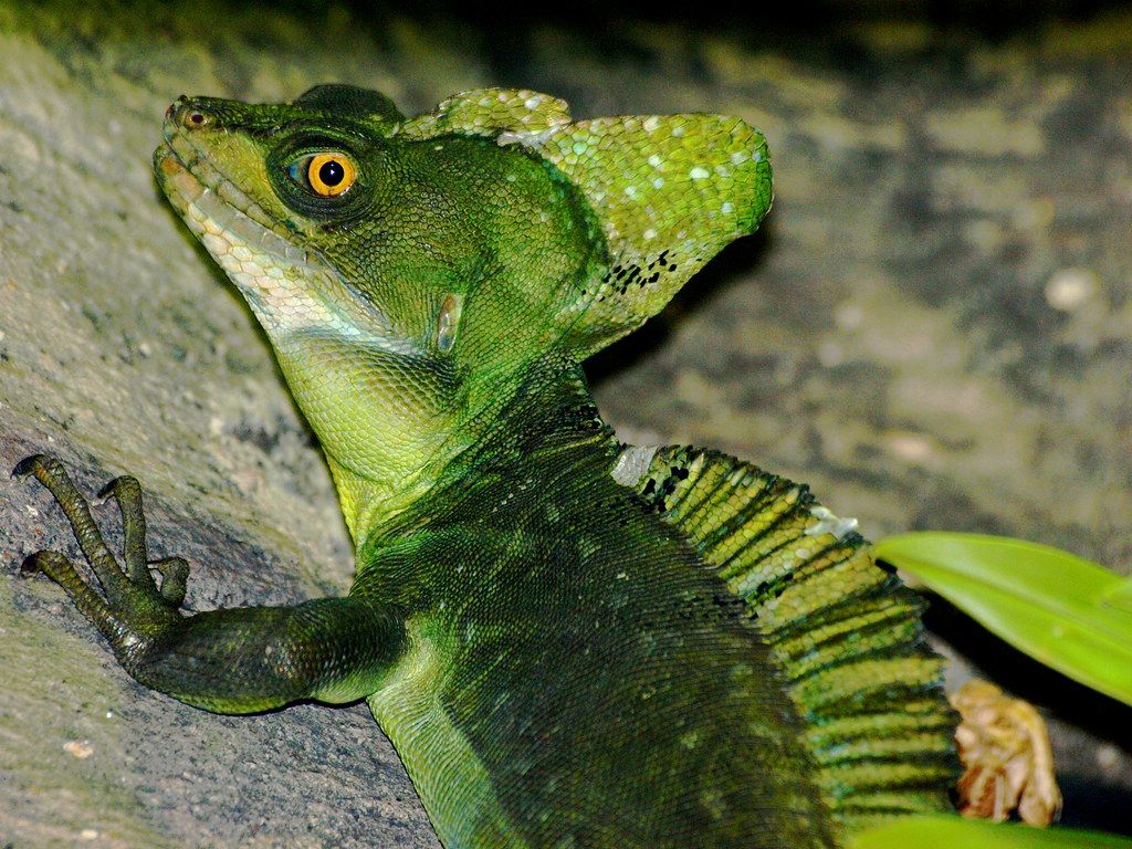 Double Crested Basilisk Lizard .flickr.com